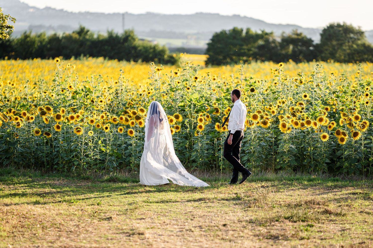 A couple walks along the edge of a vibrant sunflower field on a summer day.