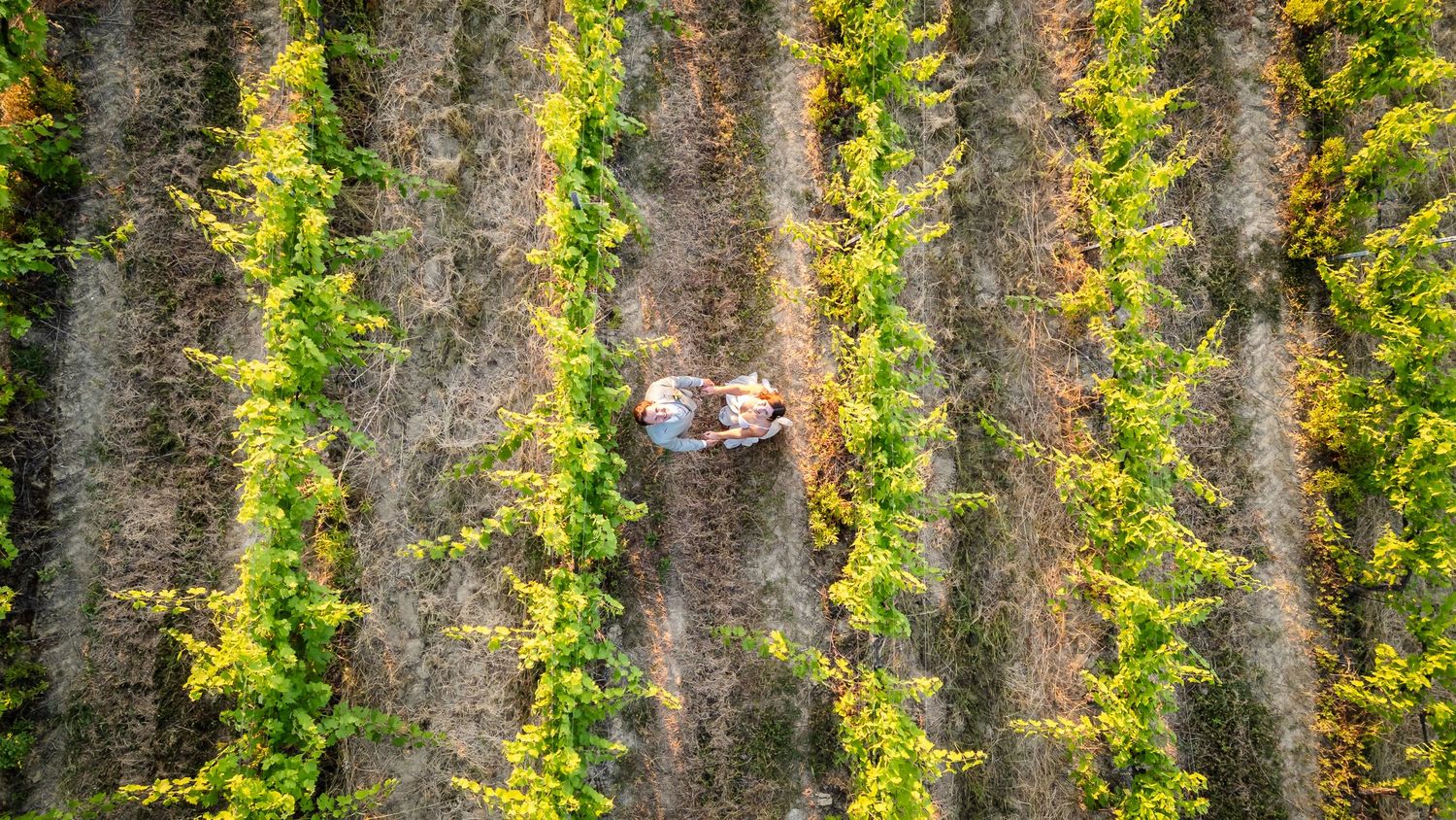 Aerial view of a tractor working between green vineyard rows in a lush agricultural field.
