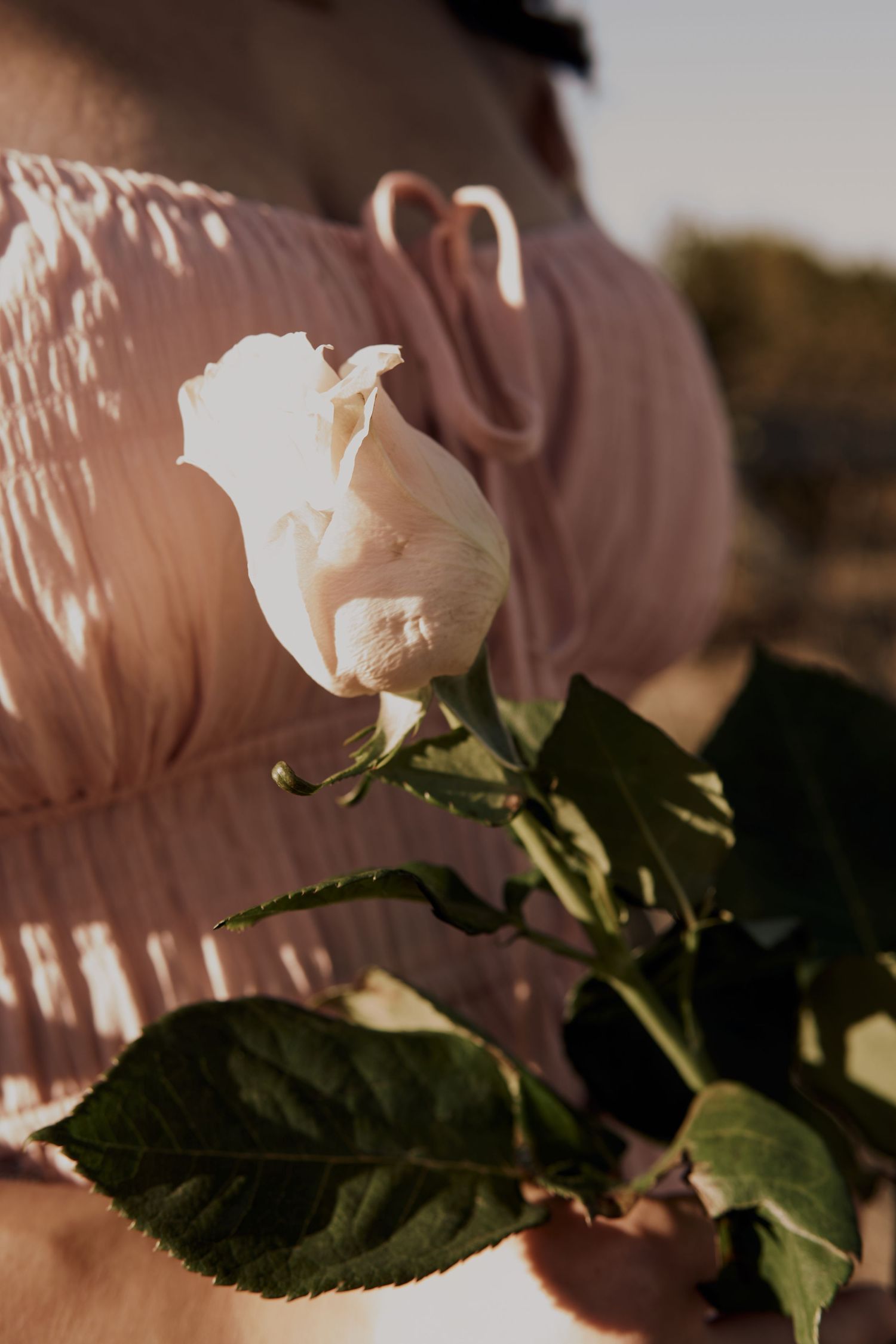 A delicate white rose bloom with dappled sunlight on a pink fabric background.