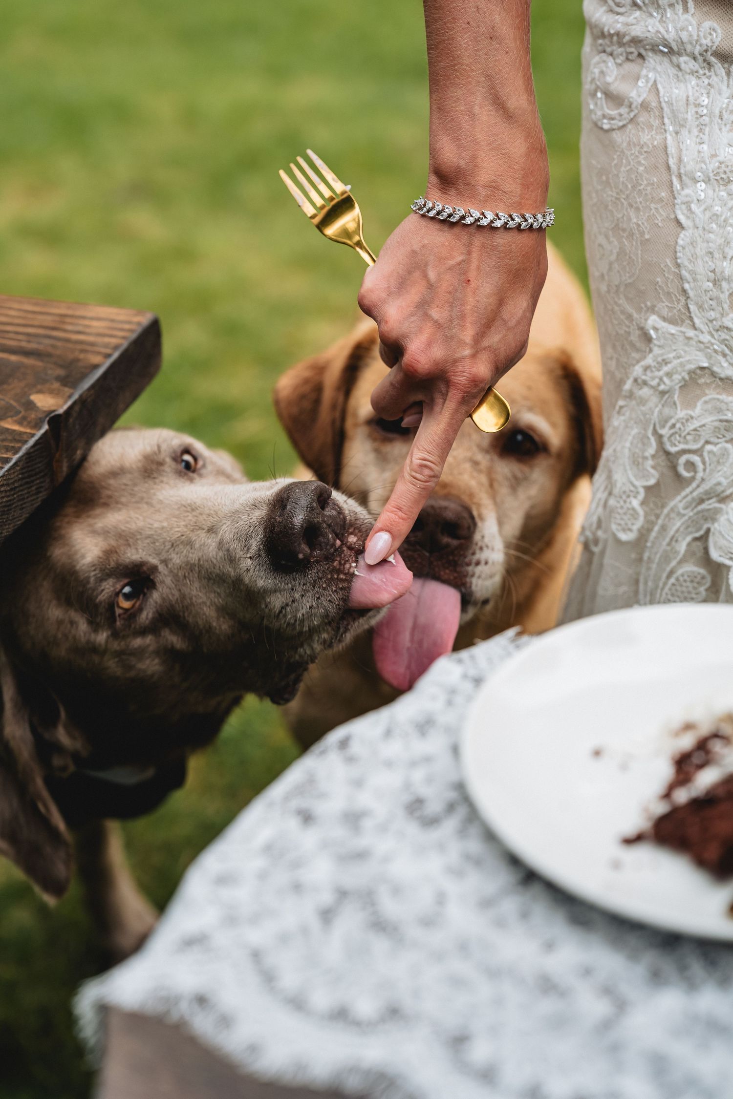 Two dogs licking a bride's finger at a wedding reception outdoors, with a gold fork and cake plate on a marble table.