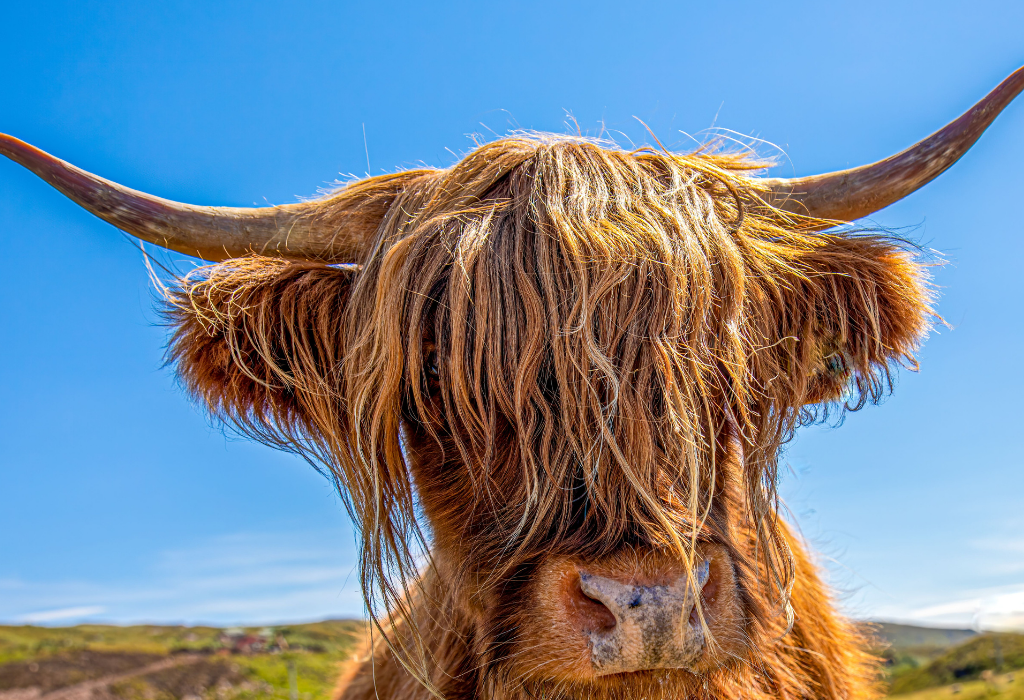 Highland cow