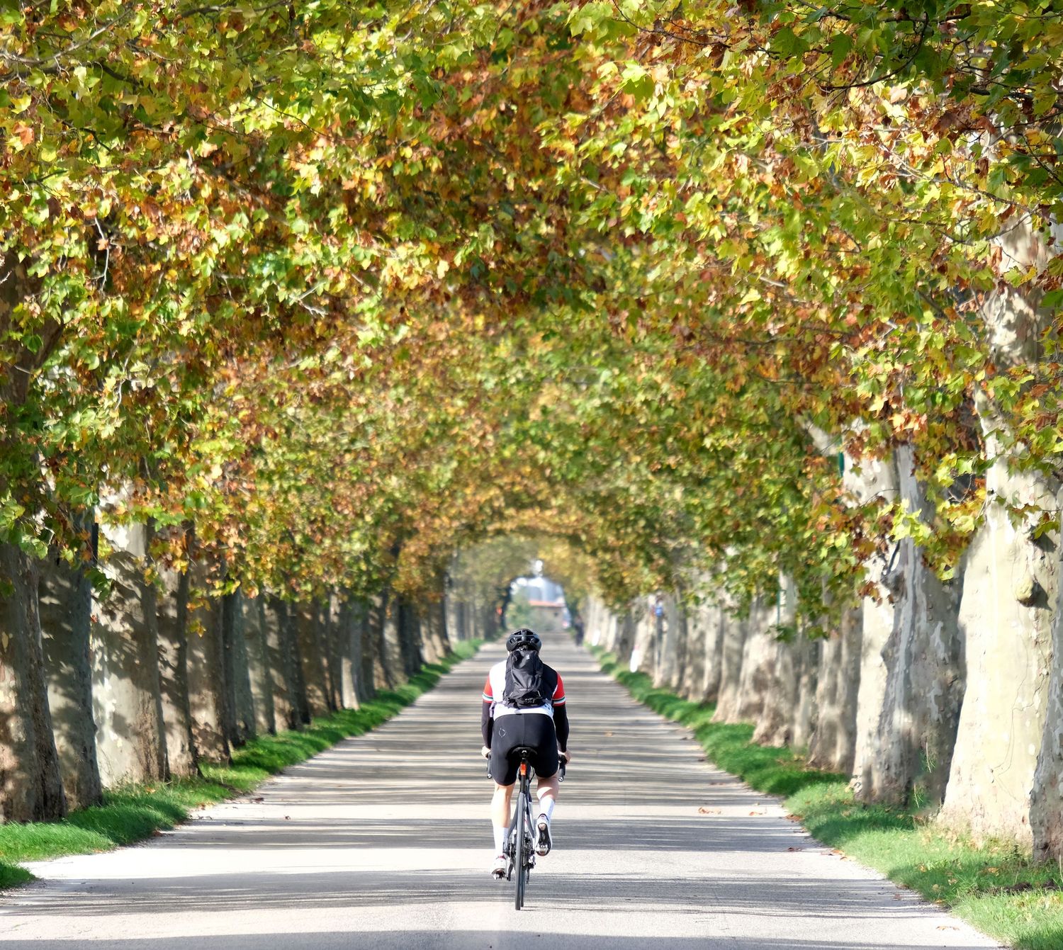Cycling - Cyclist