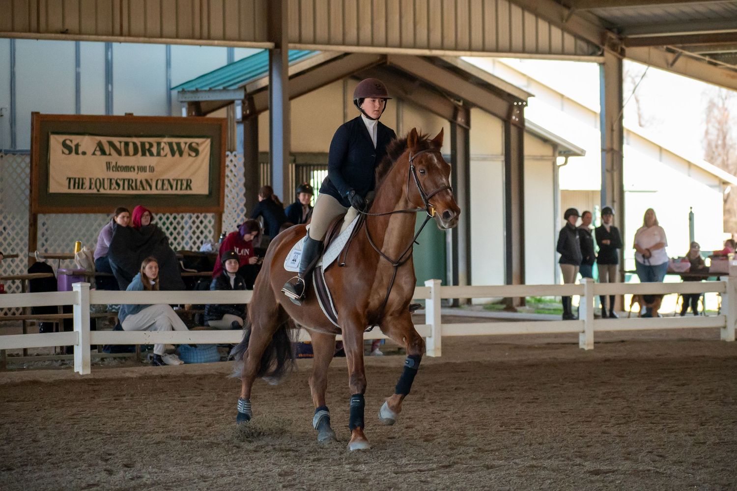 Horse, Horse Show. Equine Sports. St. Andrews University, SAU, Knight Nation.