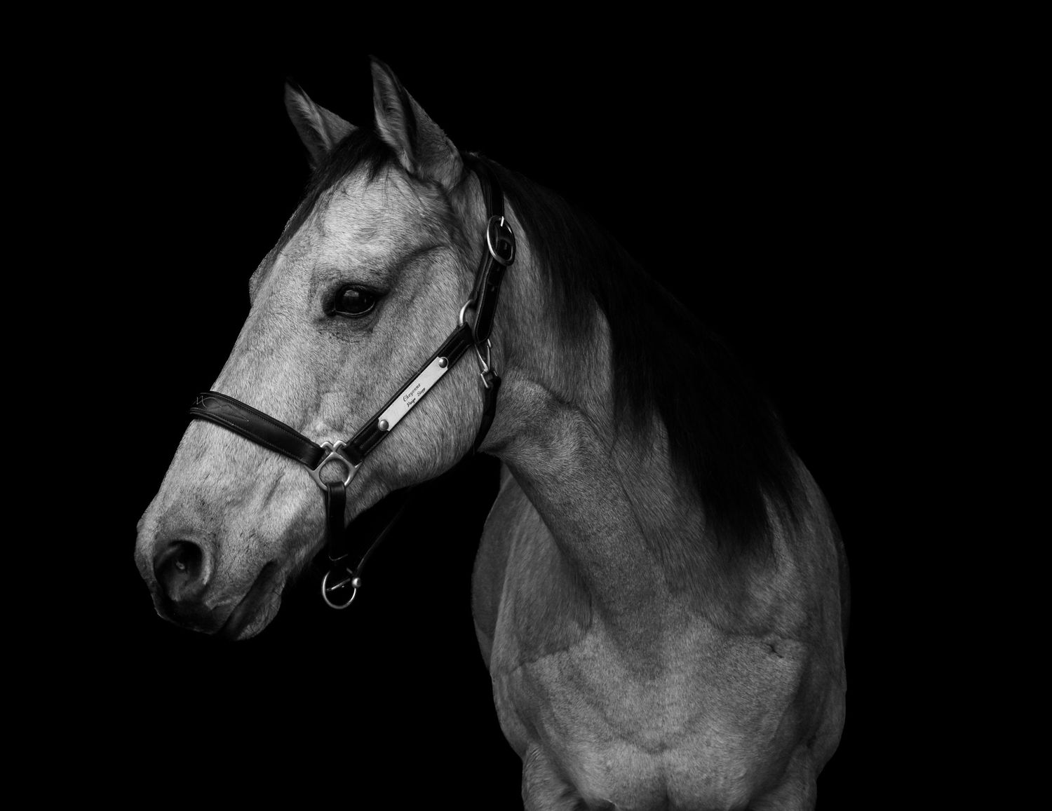 B&W Horse Photo