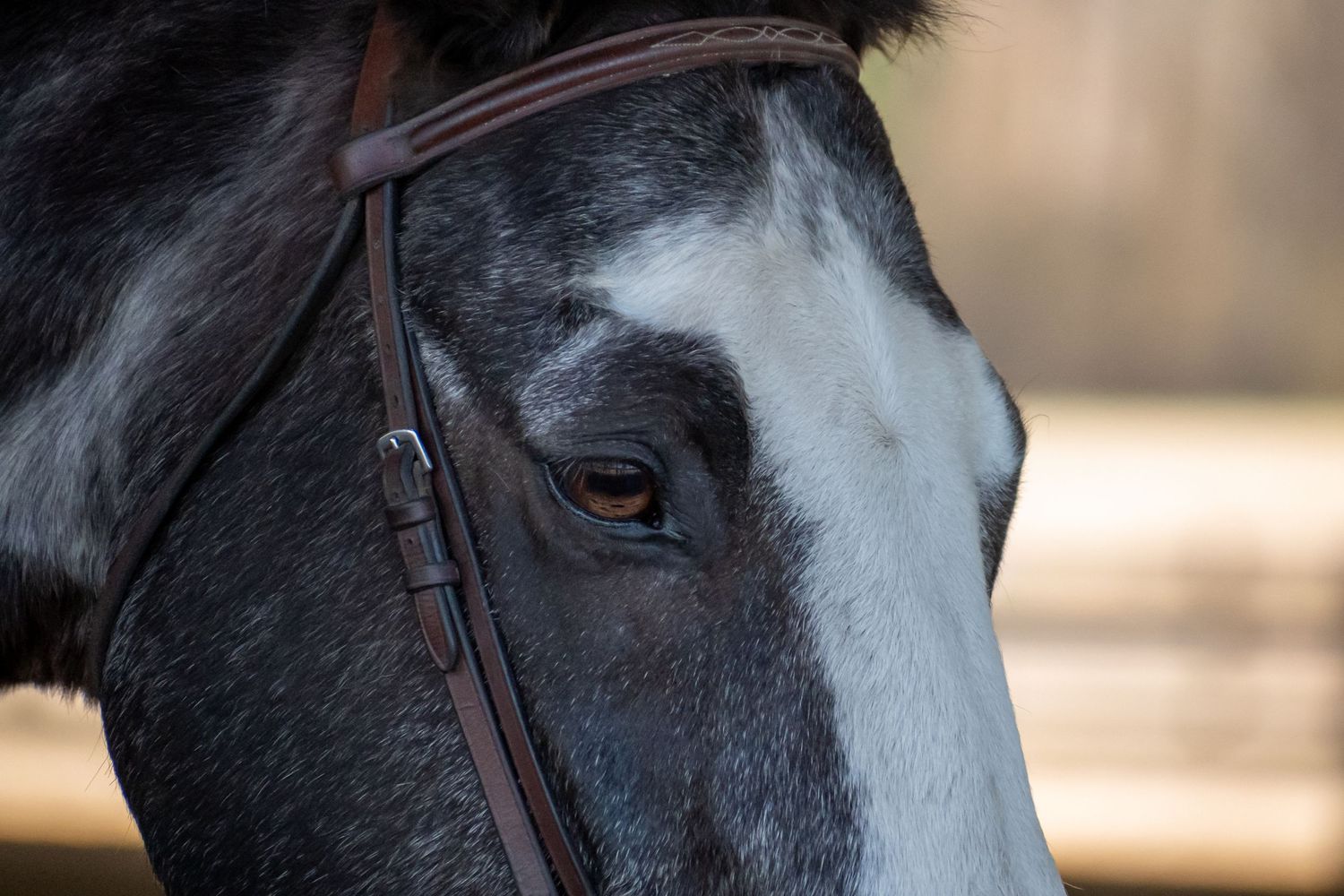 Horse, Horse Show. Equine Sports. St. Andrews University, SAU, Knight Nation.