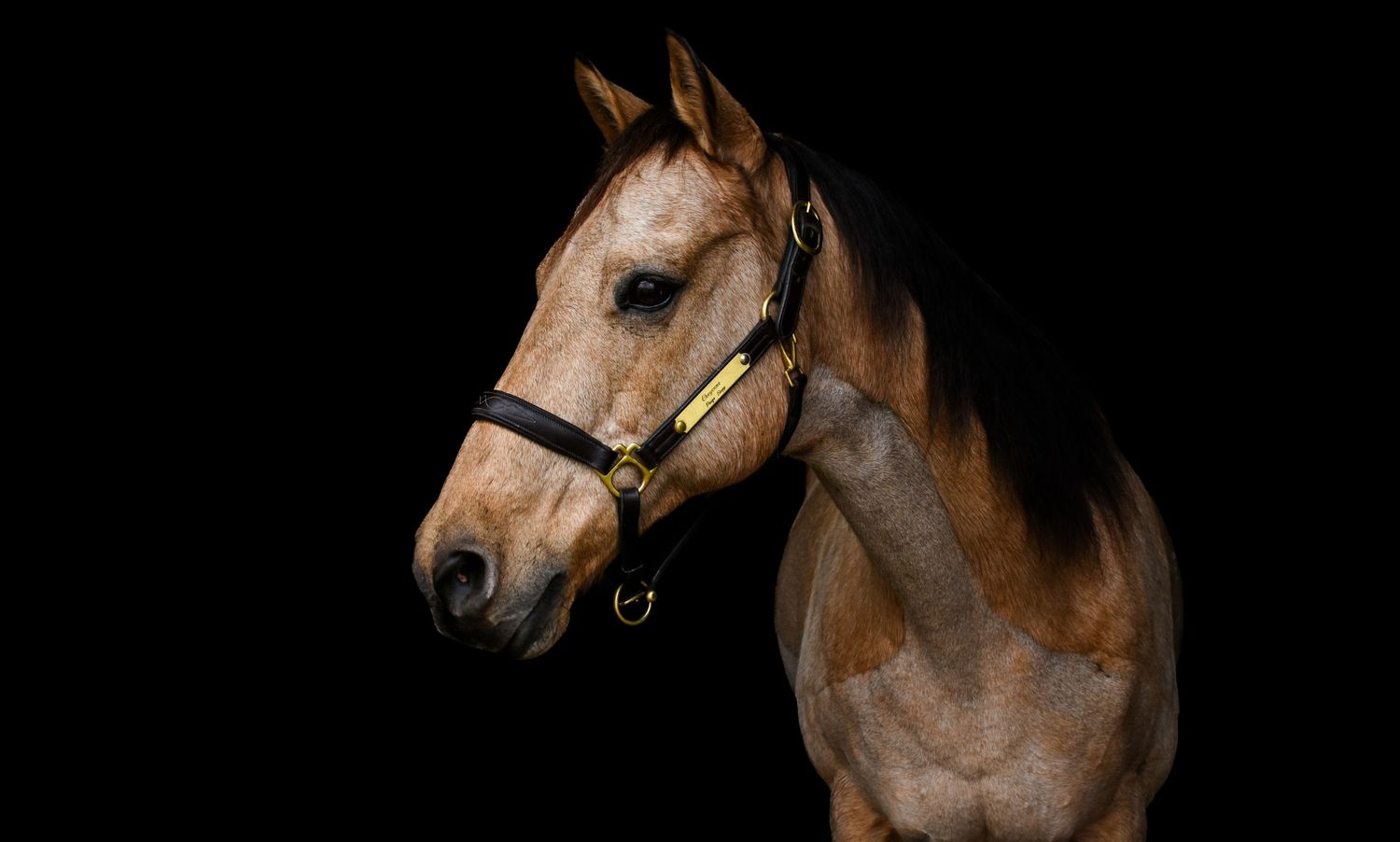 Black Background, Equine Session. Portrait