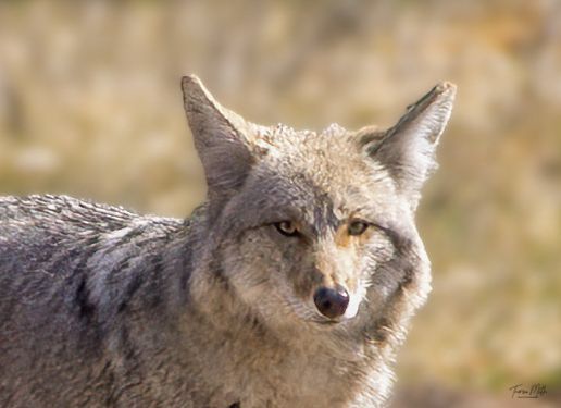 Close-up portrait of a coyote with sharp eyes and thick fur coat in a golden natural background.