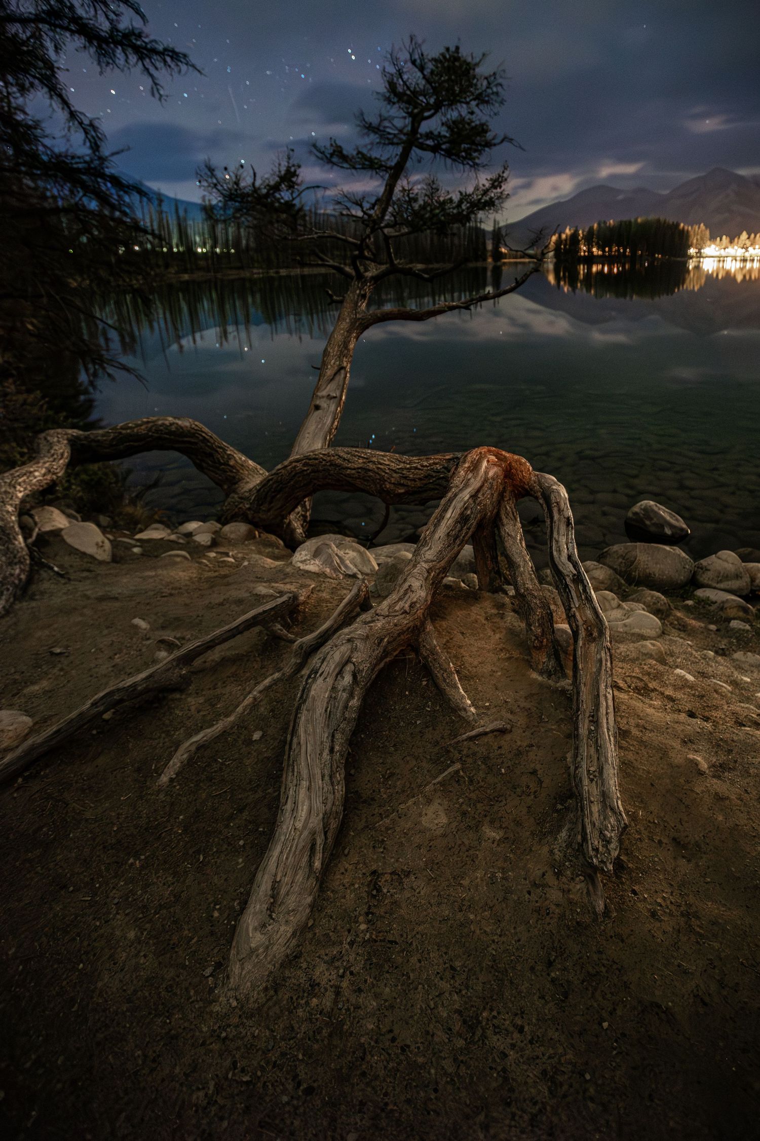 Gnarled driftwood tree roots on rocky lakeshore at night with city lights reflecting on water.
