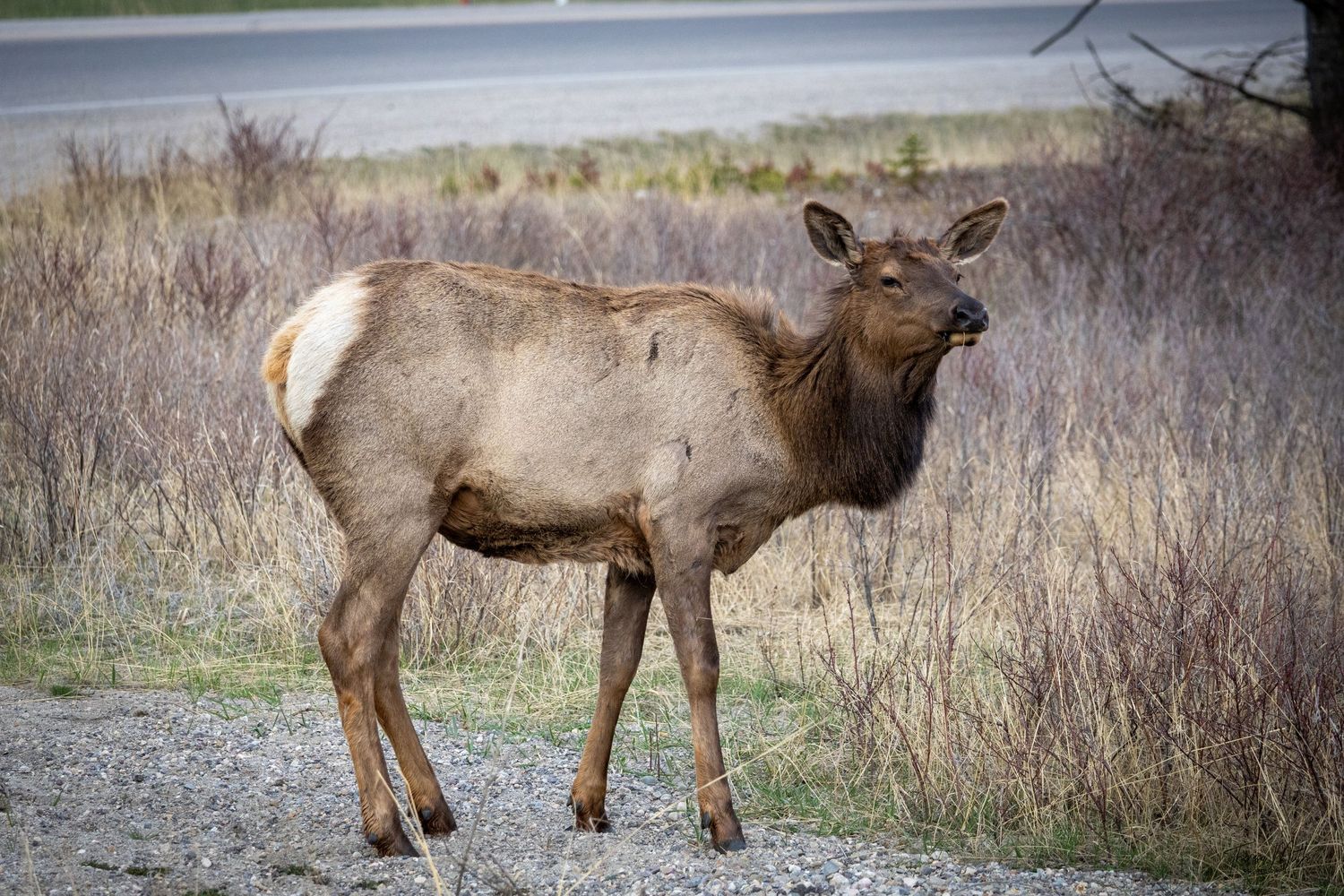 A female elk standing beside a road surrounded by autumn shrubs and dry vegetation in the wild.
