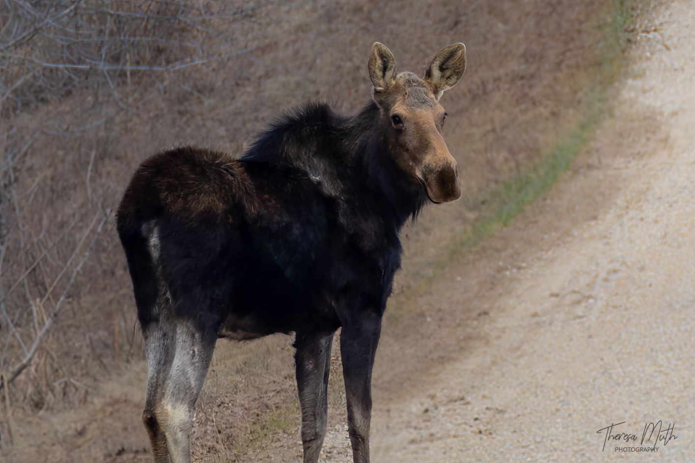 A young moose stands on a dirt trail surrounded by bare trees and brush in a natural wilderness setting.