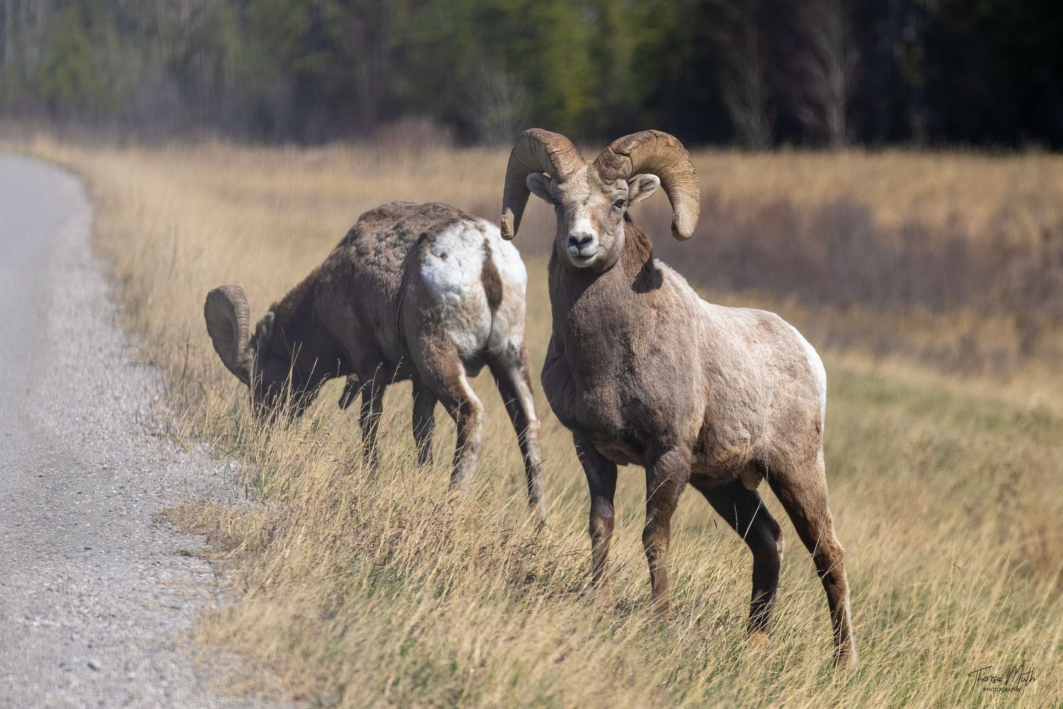 Two bighorn sheep rams standing beside a gravel path in a golden grass field.