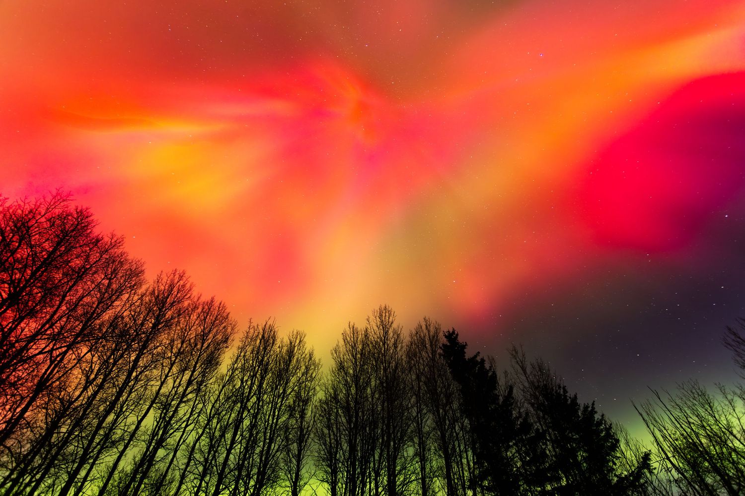 Dramatic red, orange and yellow northern lights blazing above silhouetted winter trees.