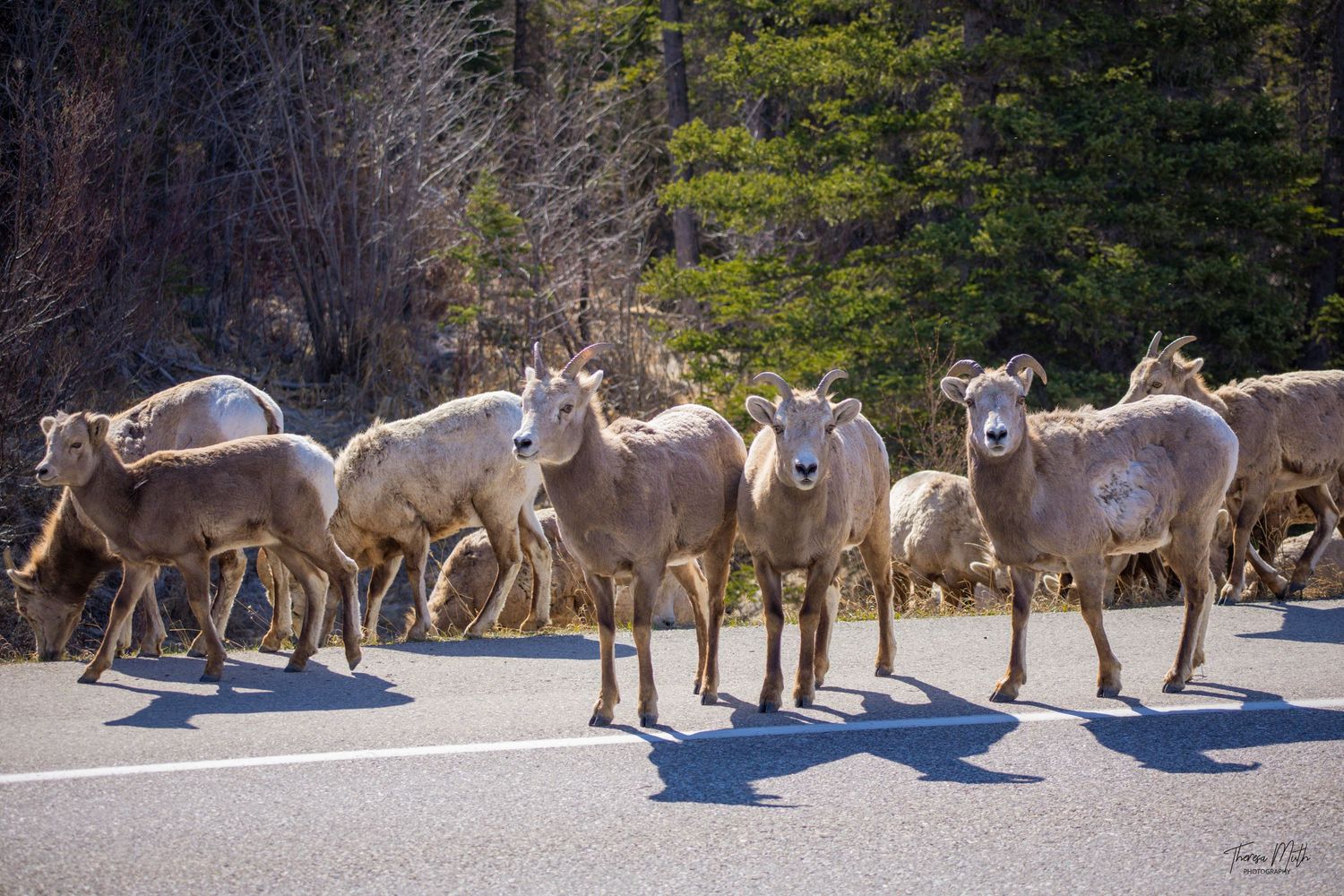Herd of bighorn sheep crossing a paved road with pine trees in the background on a sunny day.