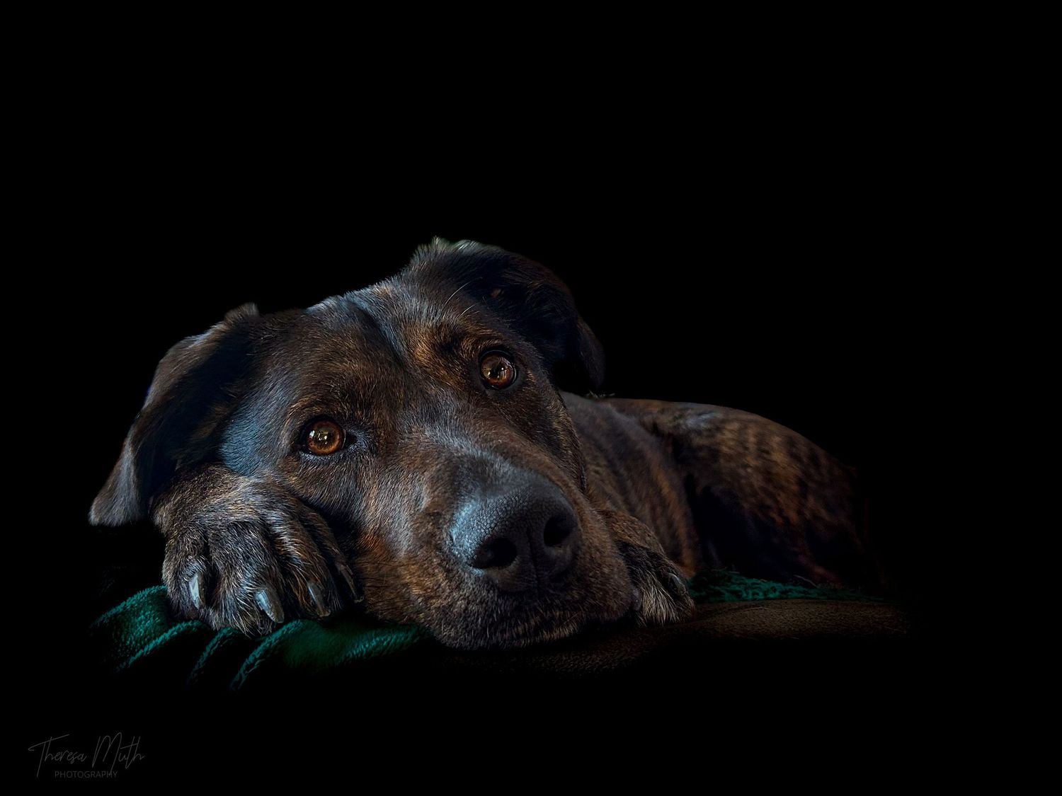 A dark brindle dog resting its head on its paws against a dramatic black background in a studio portrait.