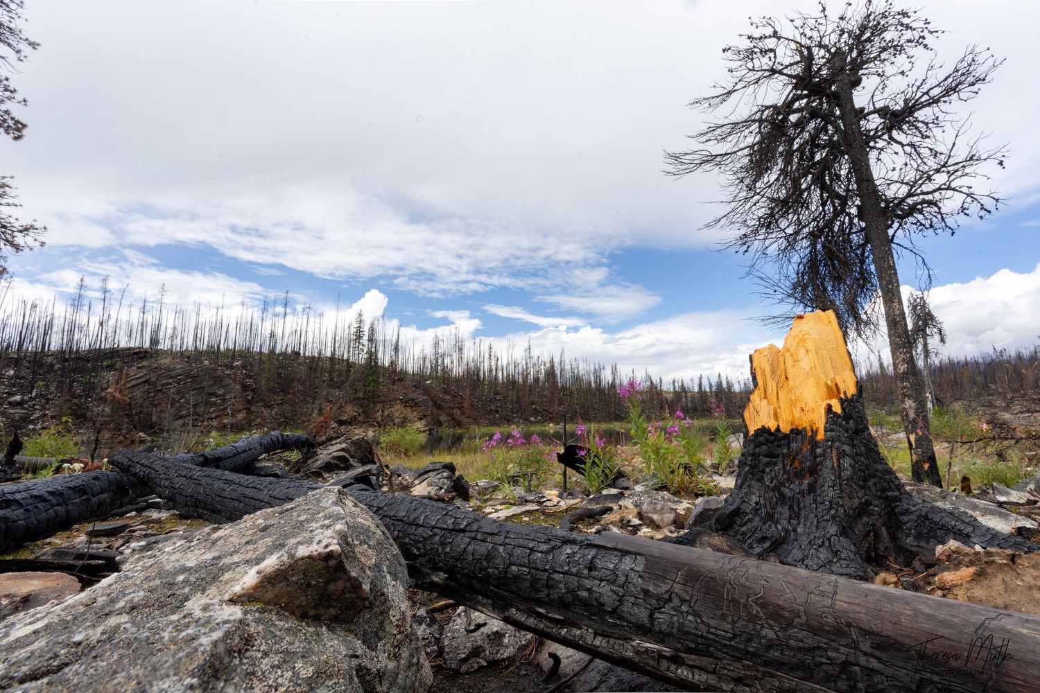 Charred fallen logs and burnt tree stumps in post-wildfire landscape with new green growth emerging.