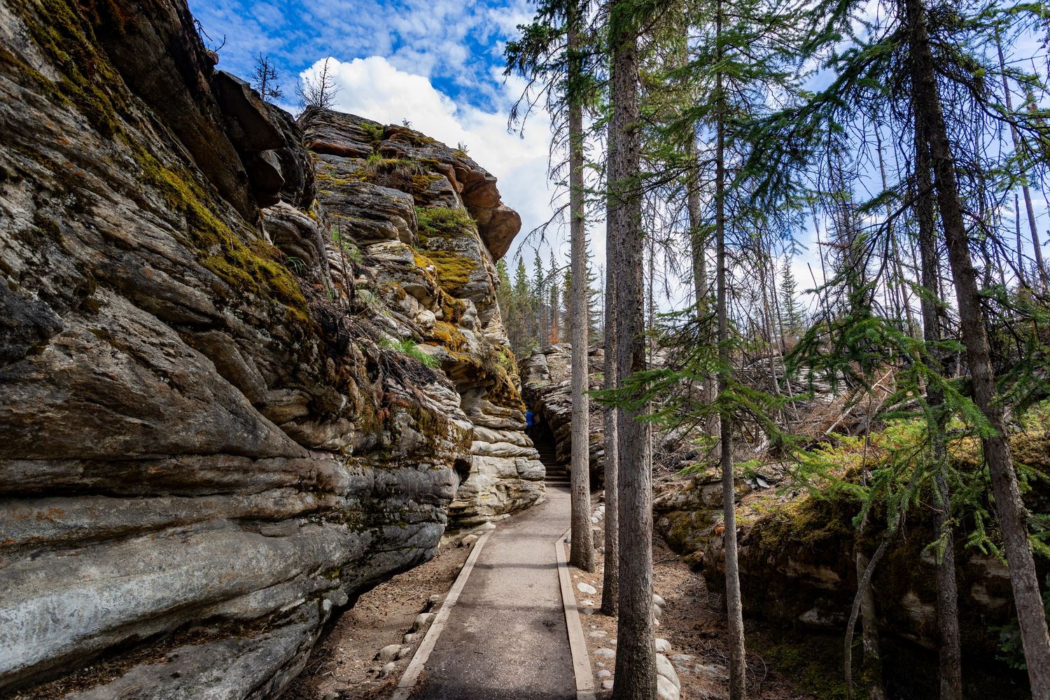 Narrow wooden boardwalk winds between towering layered rock formations and sparse pine trees in a dramatic canyon trail.