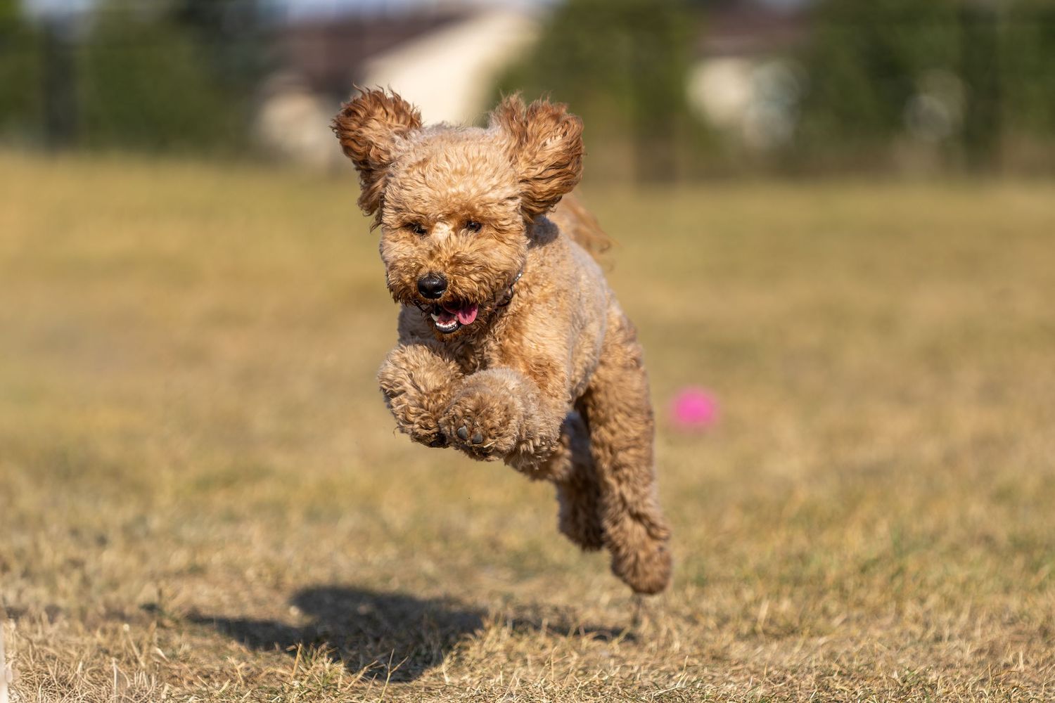An energetic golden apricot poodle leaps mid-air across a grassy field chasing a pink toy.