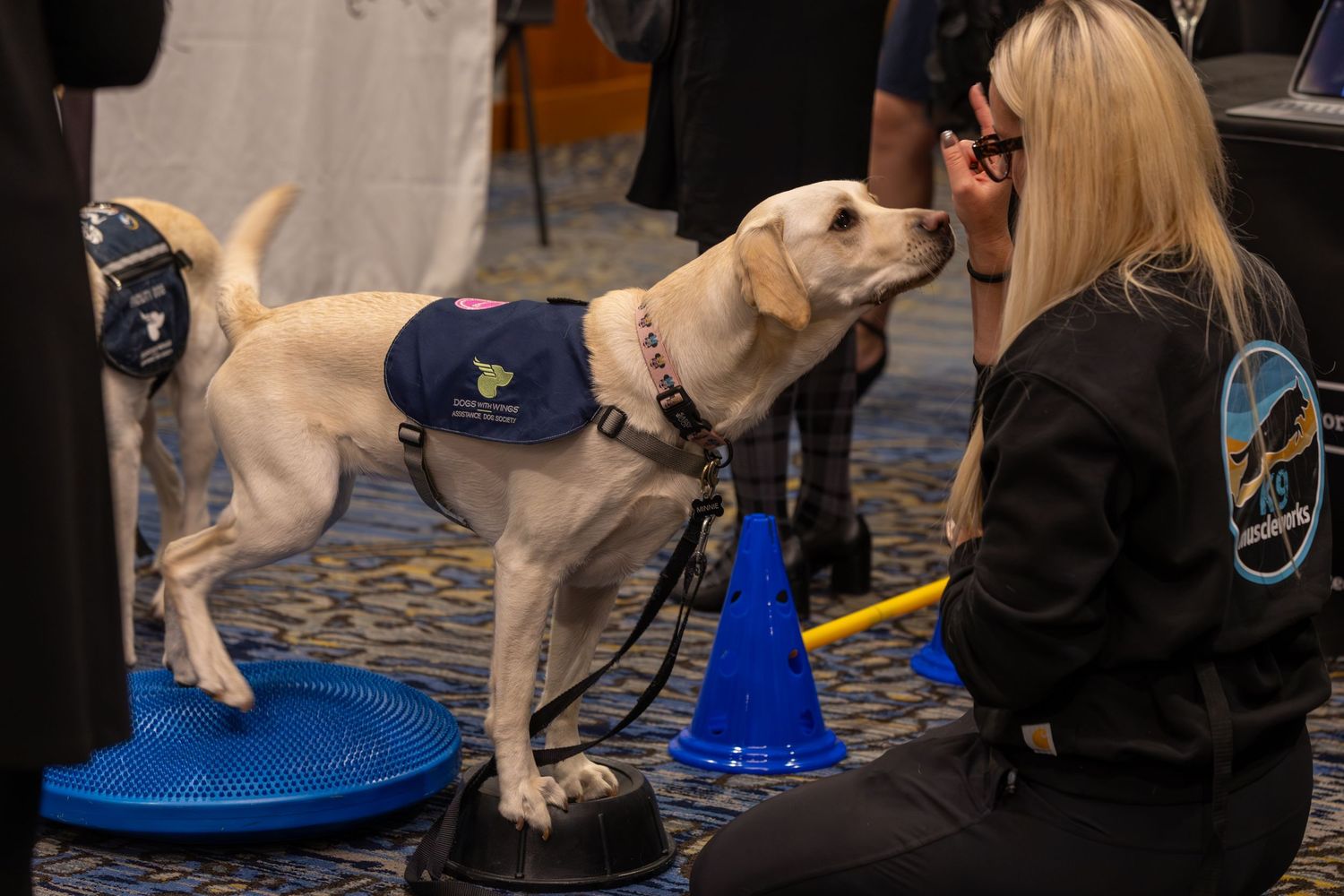 Yellow Labrador service dog in training vest balancing on a blue disc during an indoor training session.