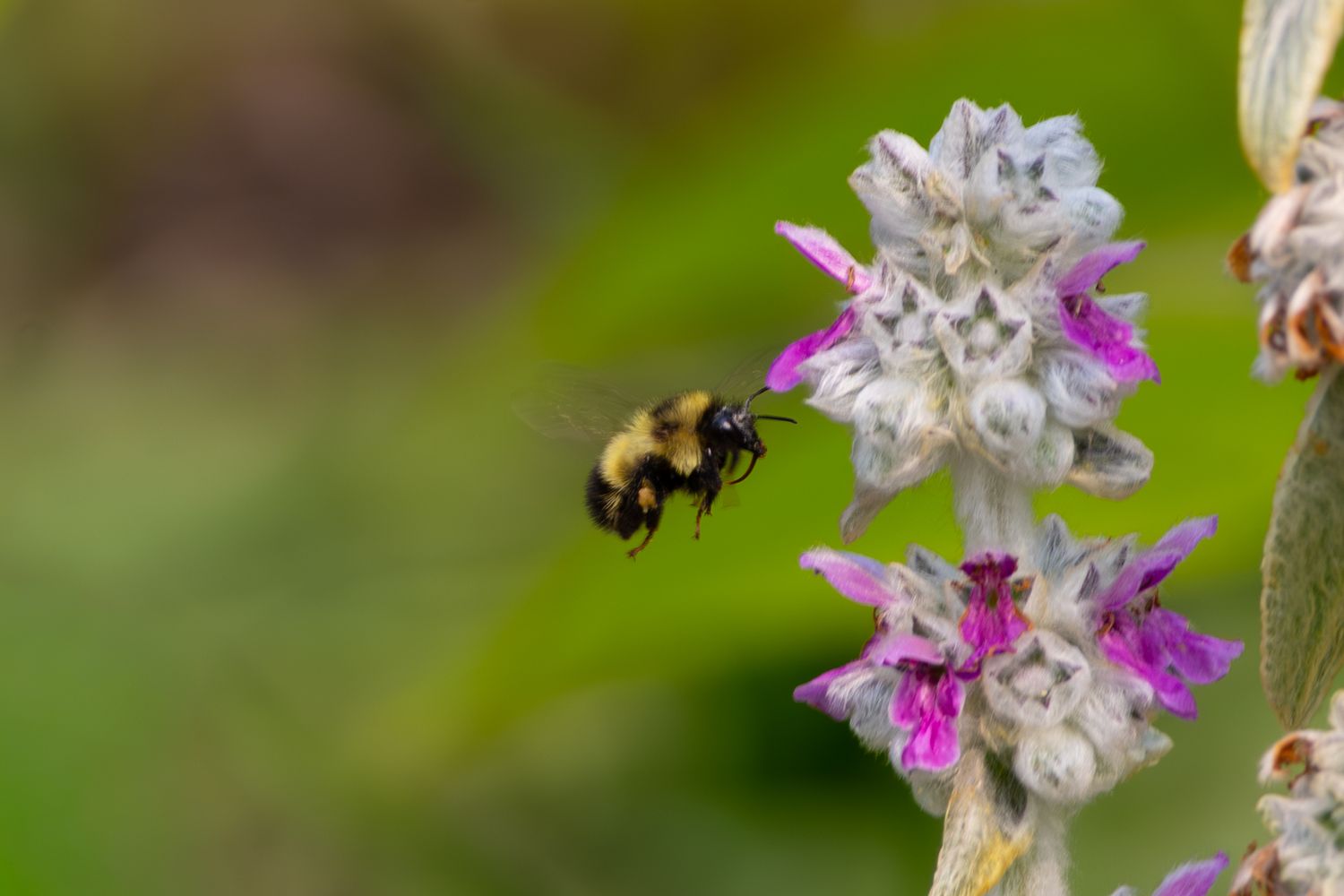 Bumblebee in mid-flight approaching delicate purple and white wildflowers against a soft green blurred background.