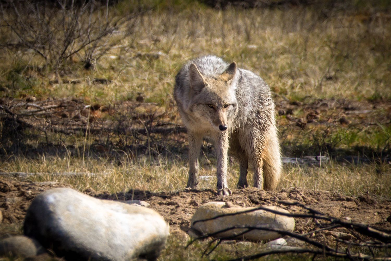 A coyote standing alert in dry grassland terrain with rocks and sparse vegetation in natural habitat.