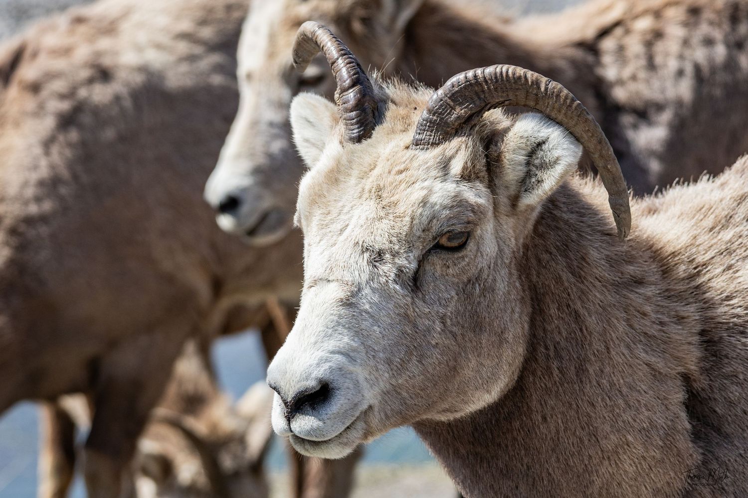Close-up portrait of a bighorn sheep with curved horns and other sheep blurred in the background.