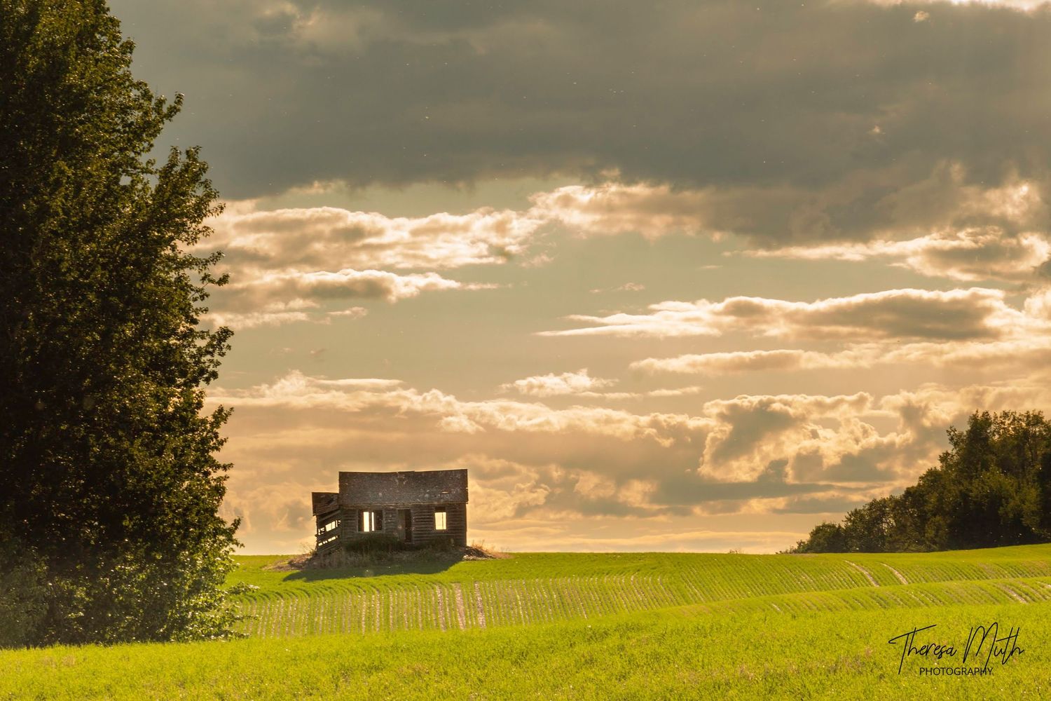 Abandoned wooden barn on a green field at golden sunset with dramatic clouds and trees in rural countryside landscape.