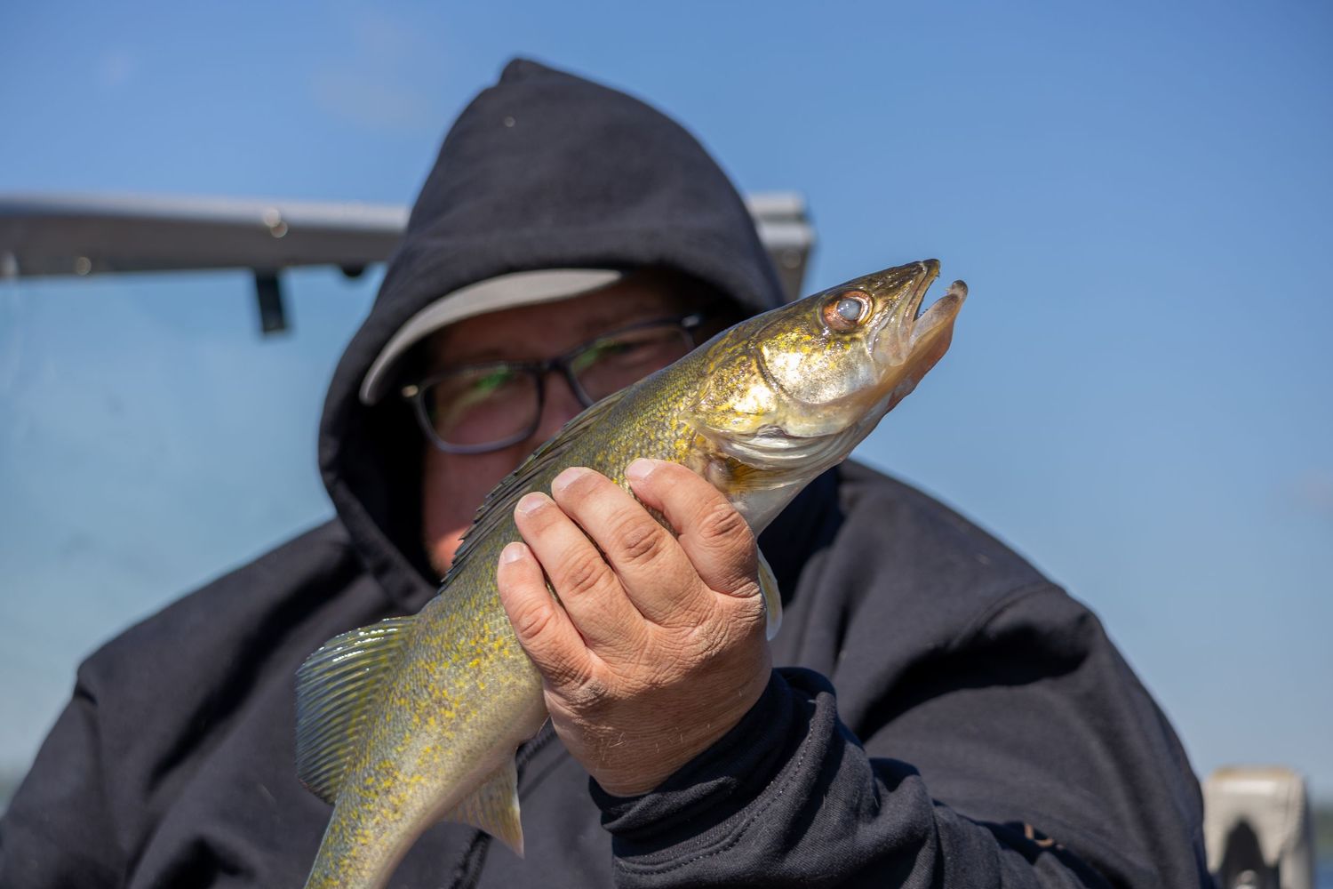 Angler in hooded jacket proudly holds a freshly caught walleye fish outdoors on a bright day.