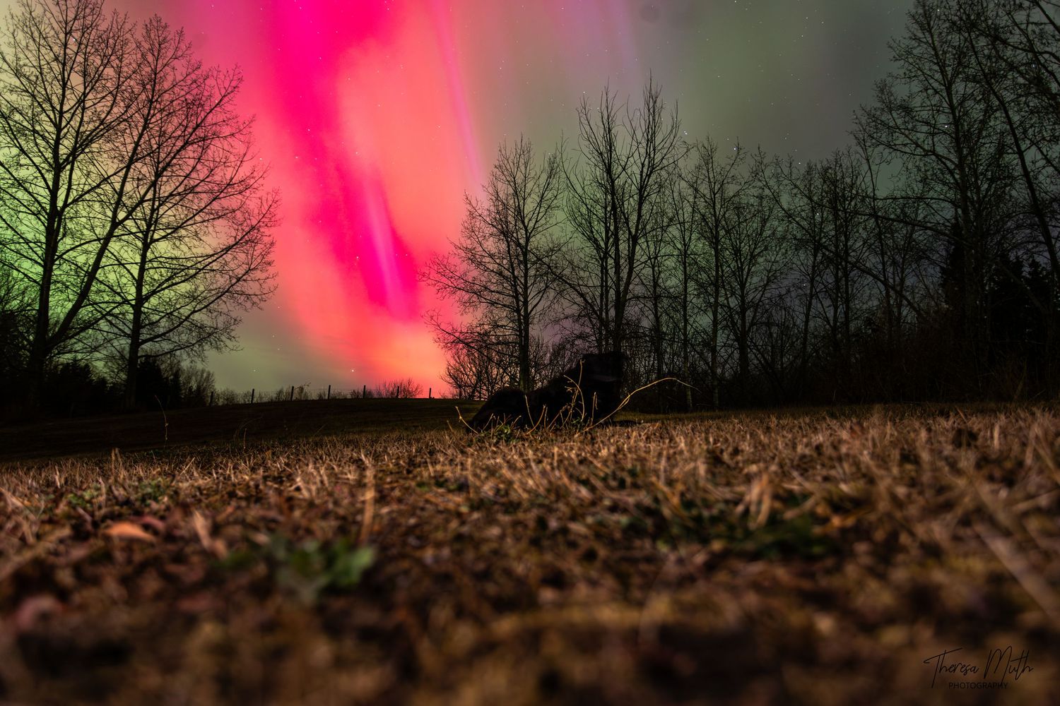 Ground-level view of vivid pink northern lights glowing over a dark field and bare trees.