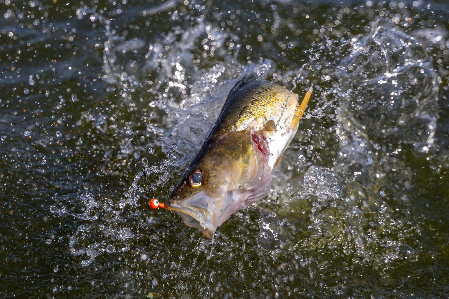 A largemouth bass thrashing in water after being caught on a red fishing lure, creating dramatic splashes.