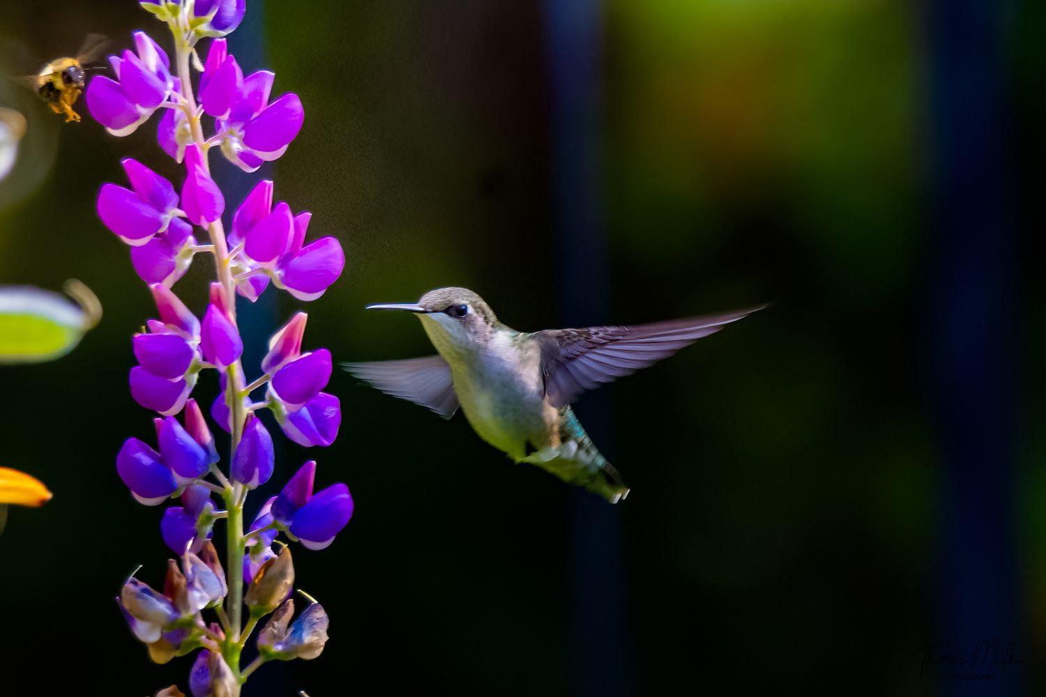 Graceful hummingbird hovers beside vibrant purple lupine flowers in a beautifully bokeh-lit garden setting.