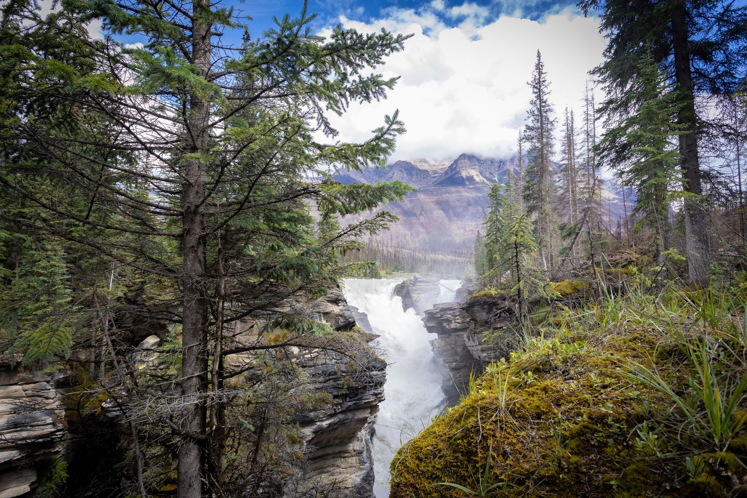 Rushing waterfall flows through rocky canyon surrounded by evergreen trees and misty mountains in a scenic wilderness landscape.