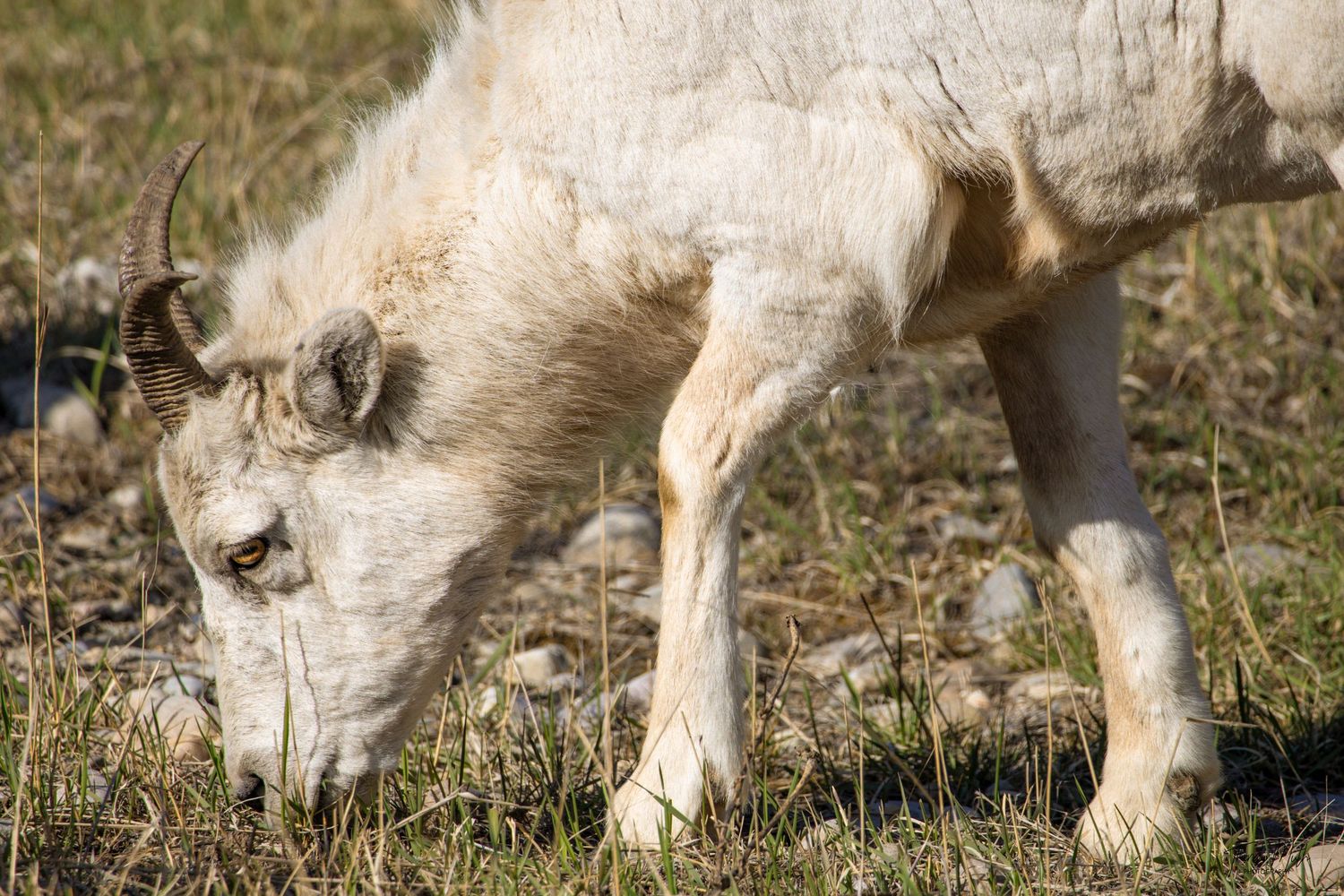 Close-up of a white bighorn sheep grazing on sparse dry grass and rocky ground in natural habitat.