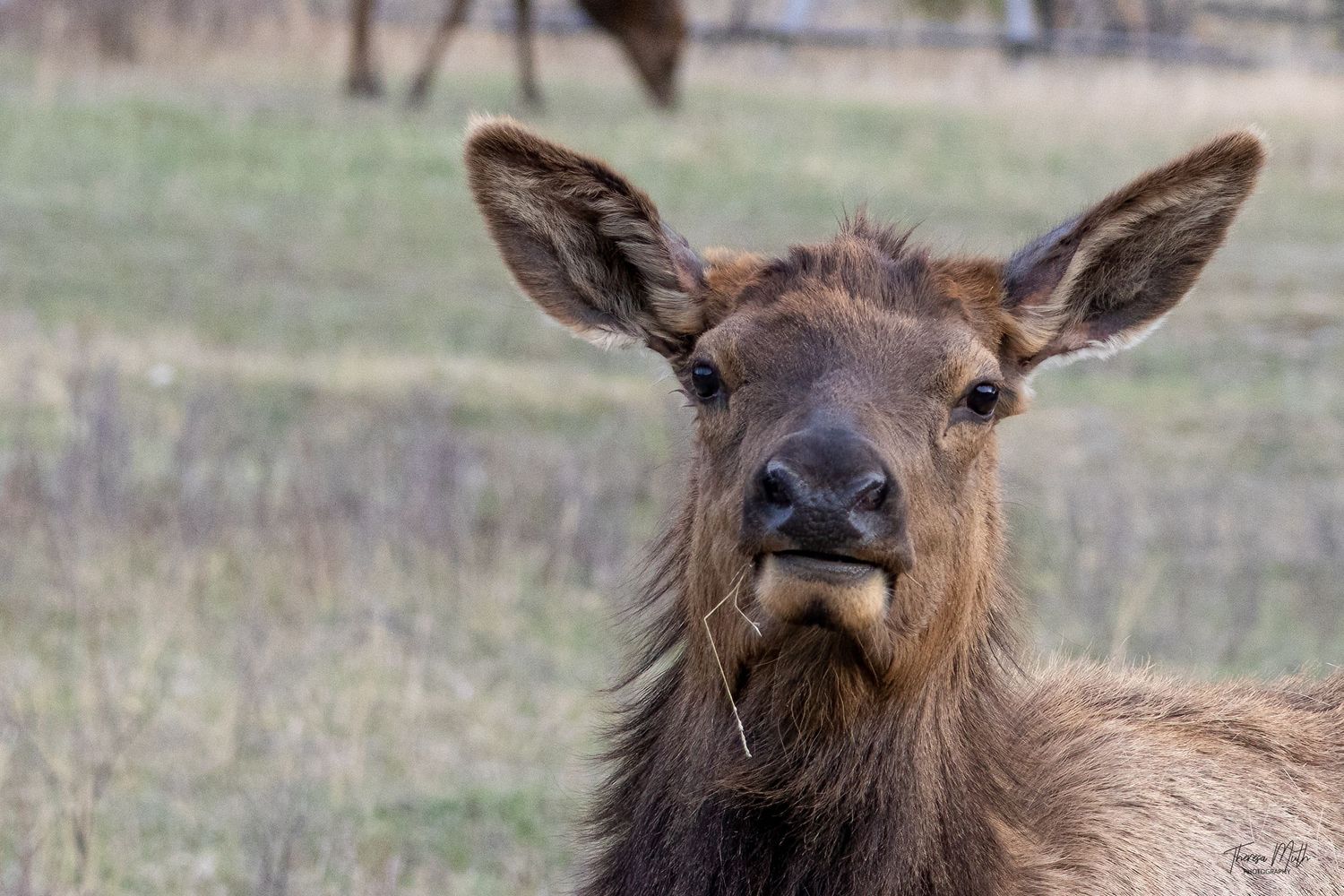 Close-up portrait of a young female elk chewing grass and staring directly at the camera in a field.