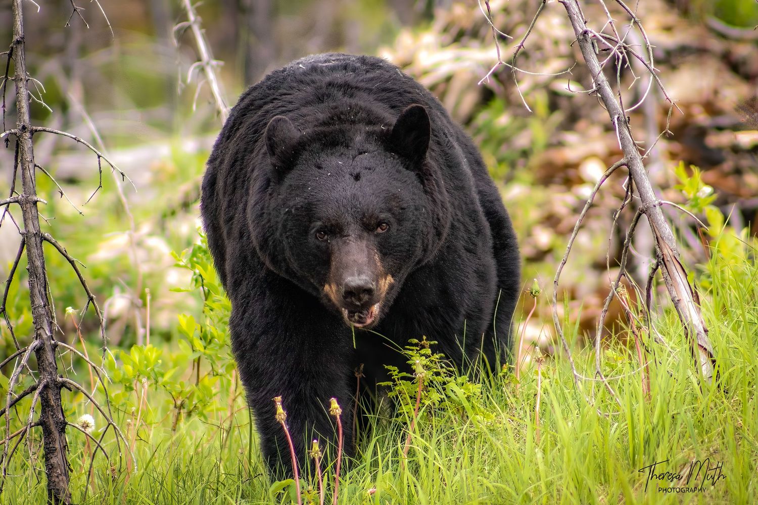 Large black bear forages through lush green undergrowth in a dense forest wilderness habitat.