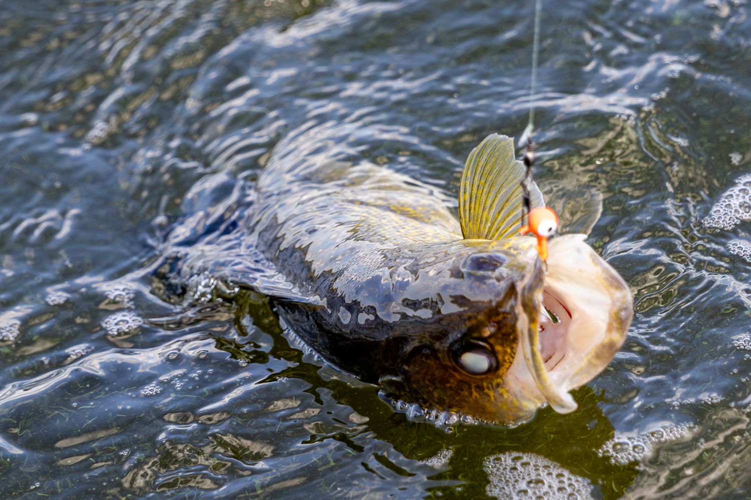 A largemouth bass caught on a lure thrashes at the water surface during fishing.