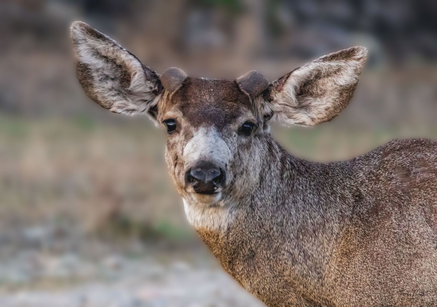 Close-up portrait of a mule deer with large ears in natural habitat.