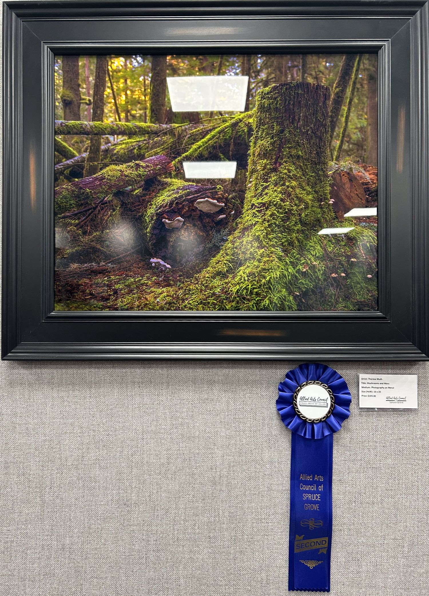 Award-winning framed forest photography showing moss-covered tree roots with a blue ribbon prize at an art exhibition.