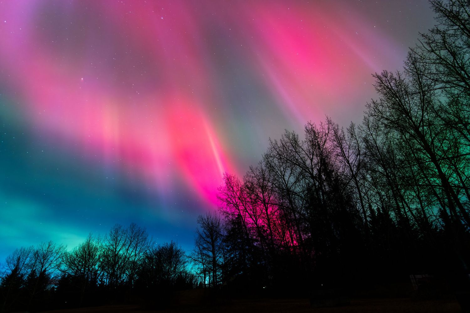 Brilliant pink and teal aurora borealis lighting up the night sky above bare winter trees.