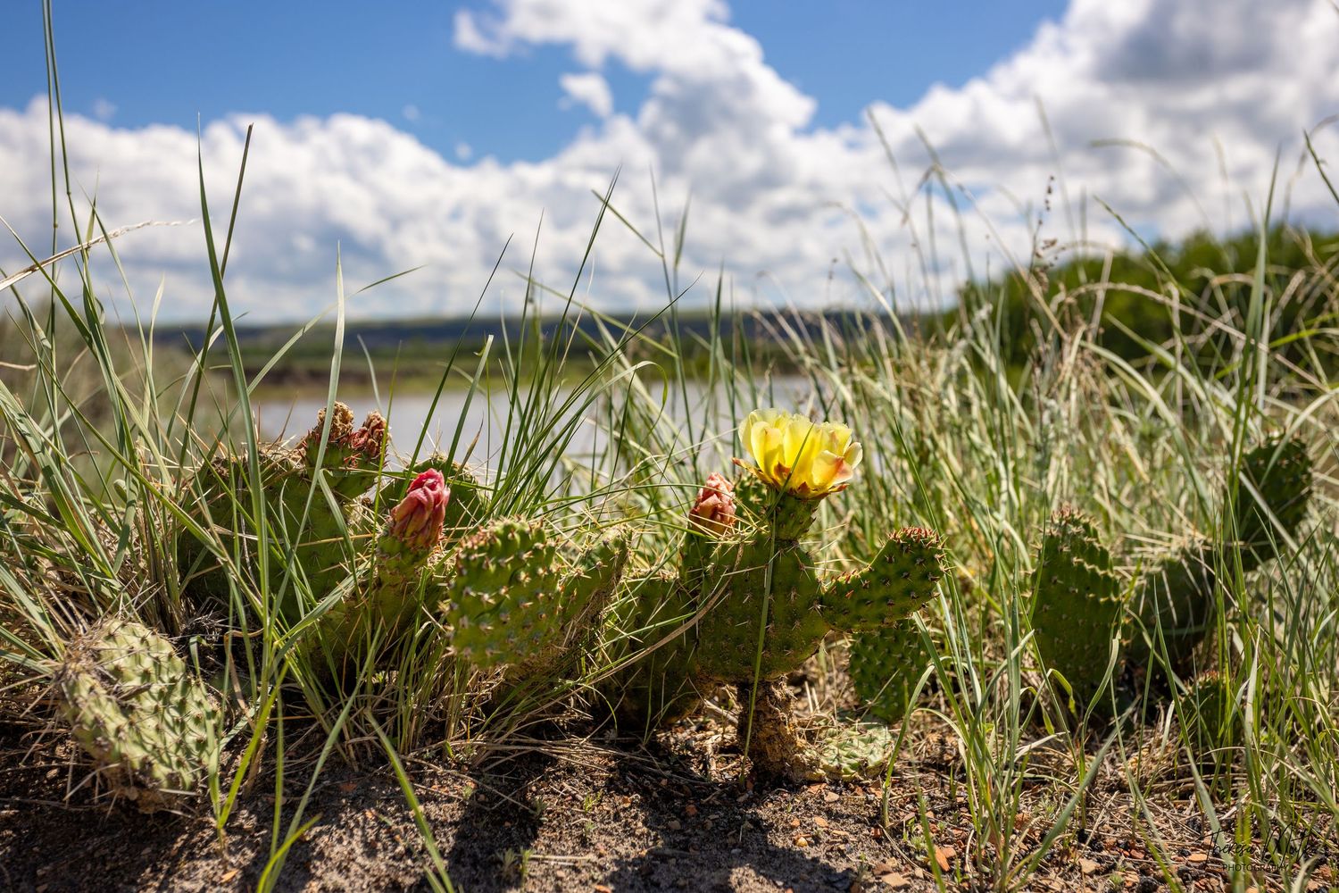 Prickly pear cactus with yellow flower blooming in sandy soil among tall grass under a partly cloudy blue sky.