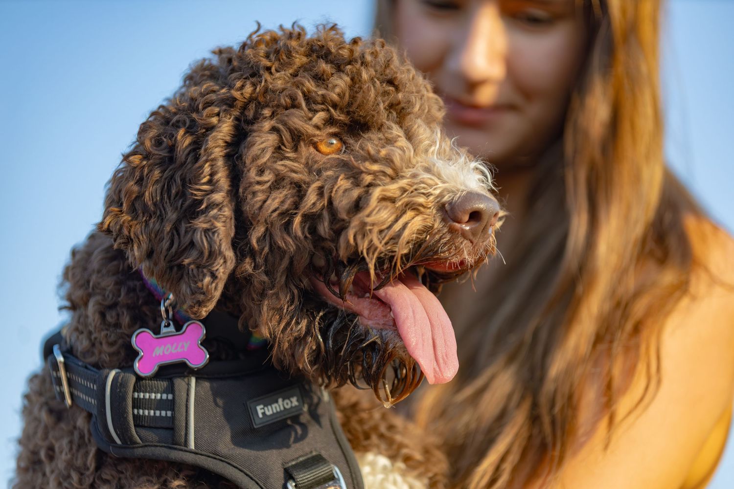 A fluffy brown curly-haired dog with tongue out wears a harness and pink bone tag outdoors.