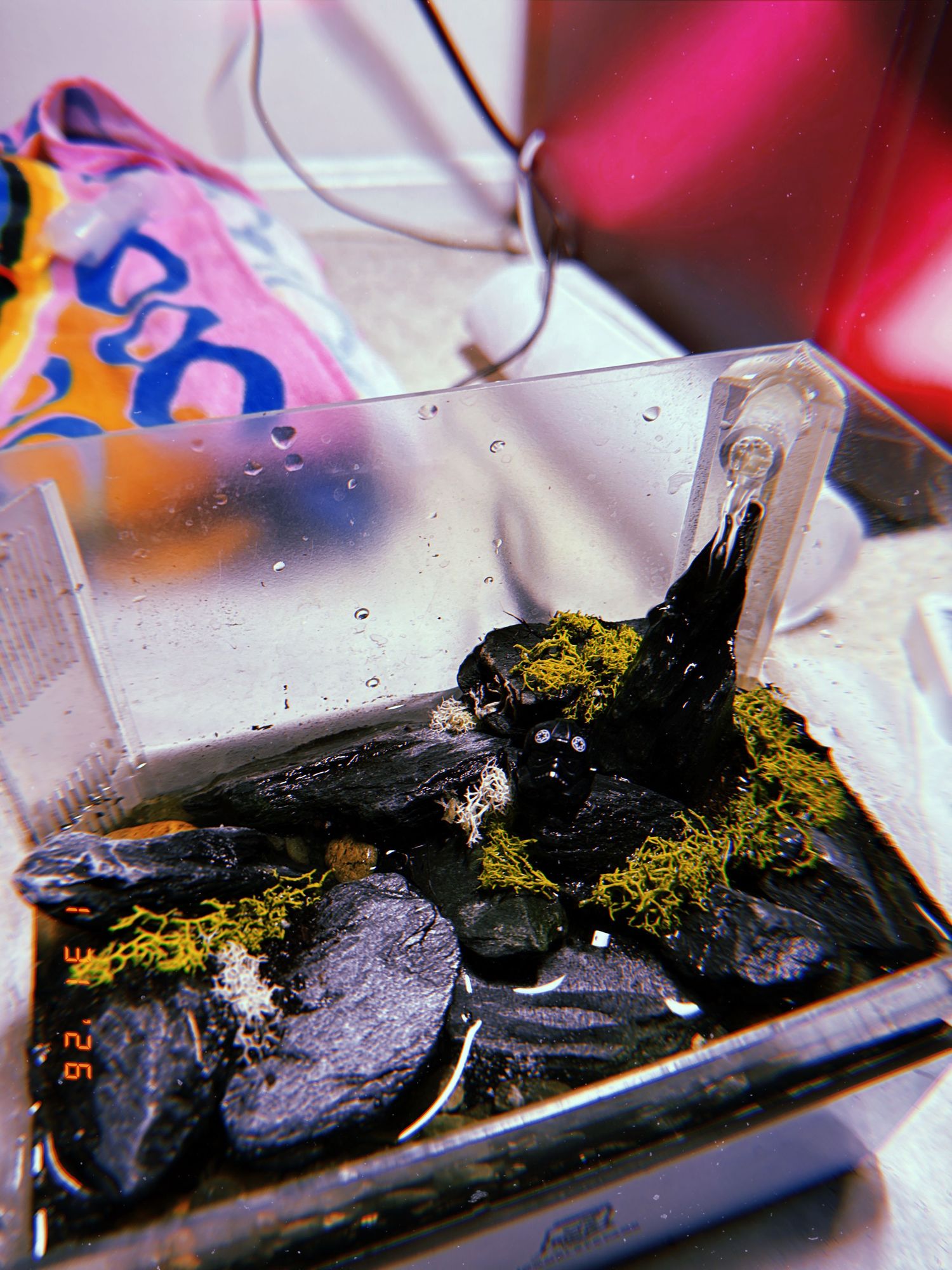 Close-up of cannabis concentrate and smoking accessories with pink and orange packaging in the background.