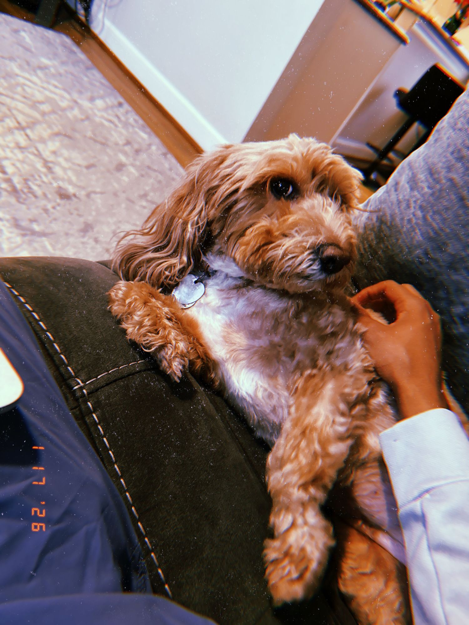 A small brown dog lies comfortably on a dark couch while being petted by someone's hand.