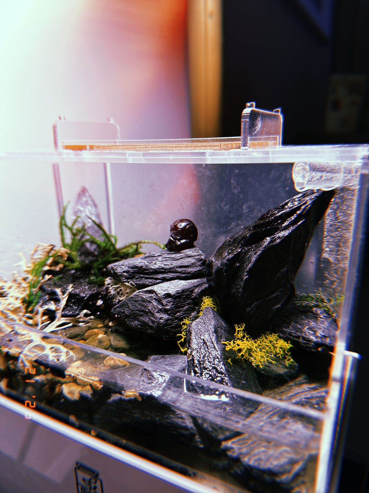 A dark-colored bird perches on driftwood in a glass aquarium display with natural substrate and decorative elements.