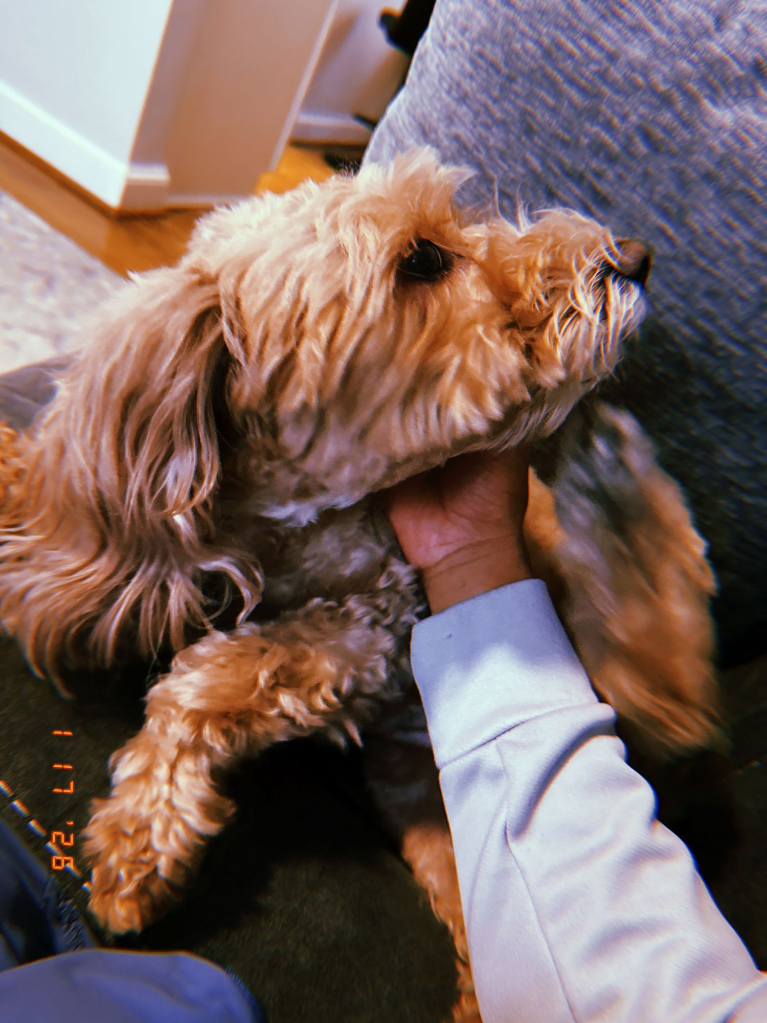 Cocker spaniel with golden fur resting on a dark surface in a series of similar poses.