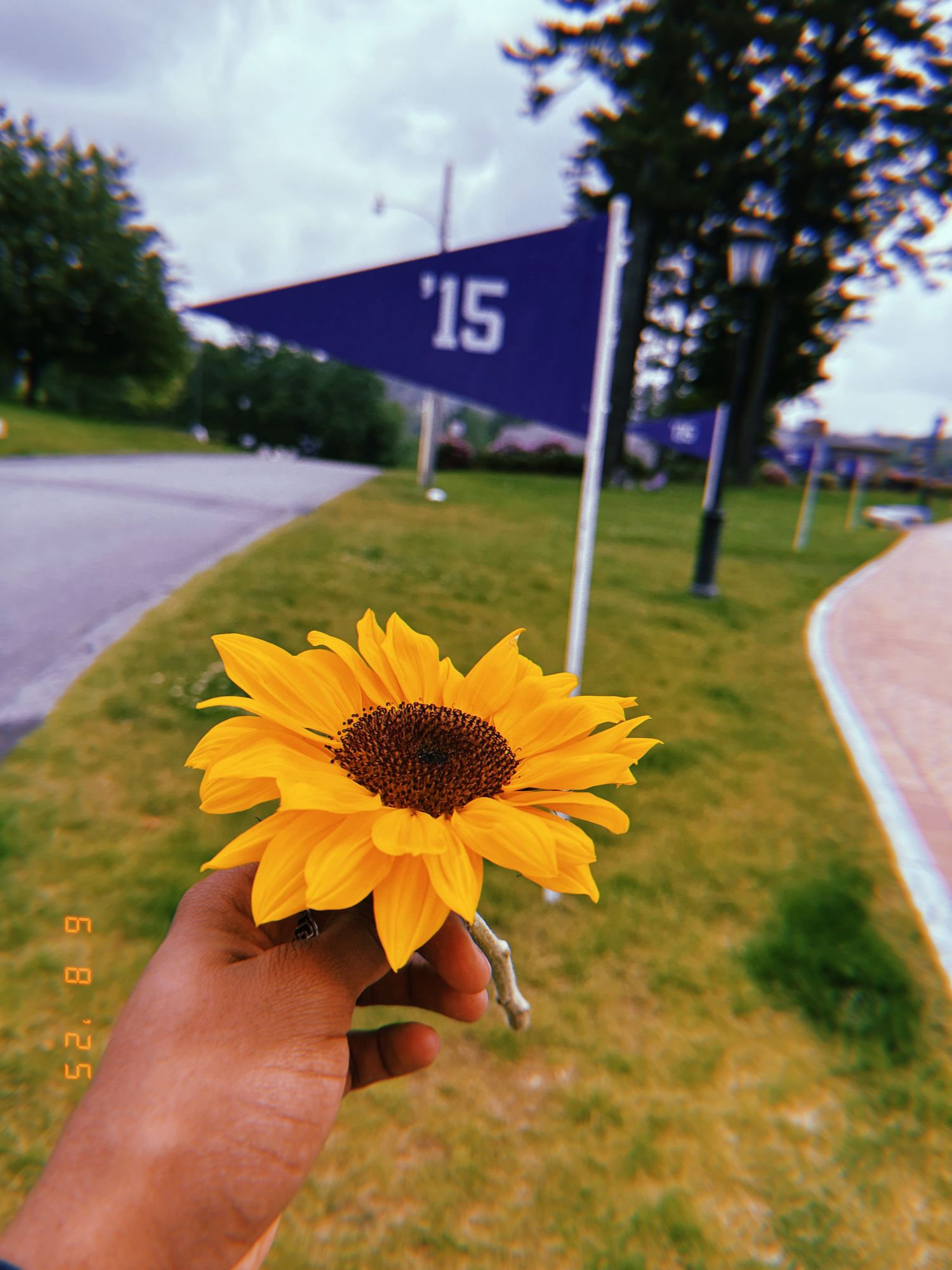 A bright yellow sunflower held up against a backdrop of a purple '15 pennant flag on a cloudy day.