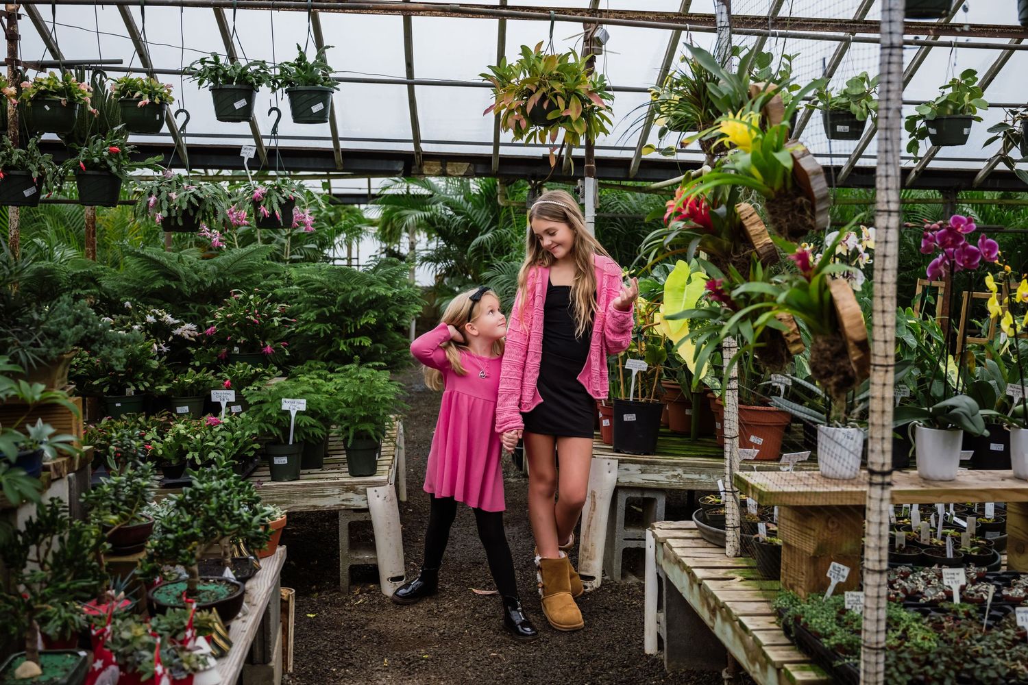 Greenhouse interior with tropical plants and flowers displayed on wooden tables and hanging baskets under glass ceiling.