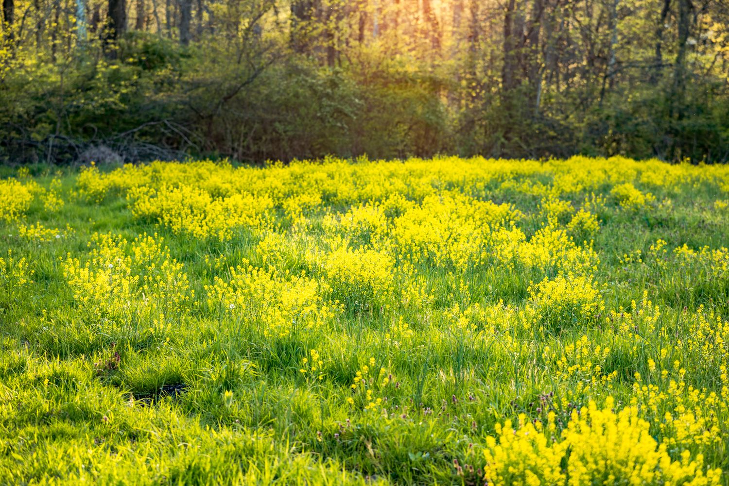 Field of bright yellow wildflowers blooming in spring meadow with sunlit forest trees in background.