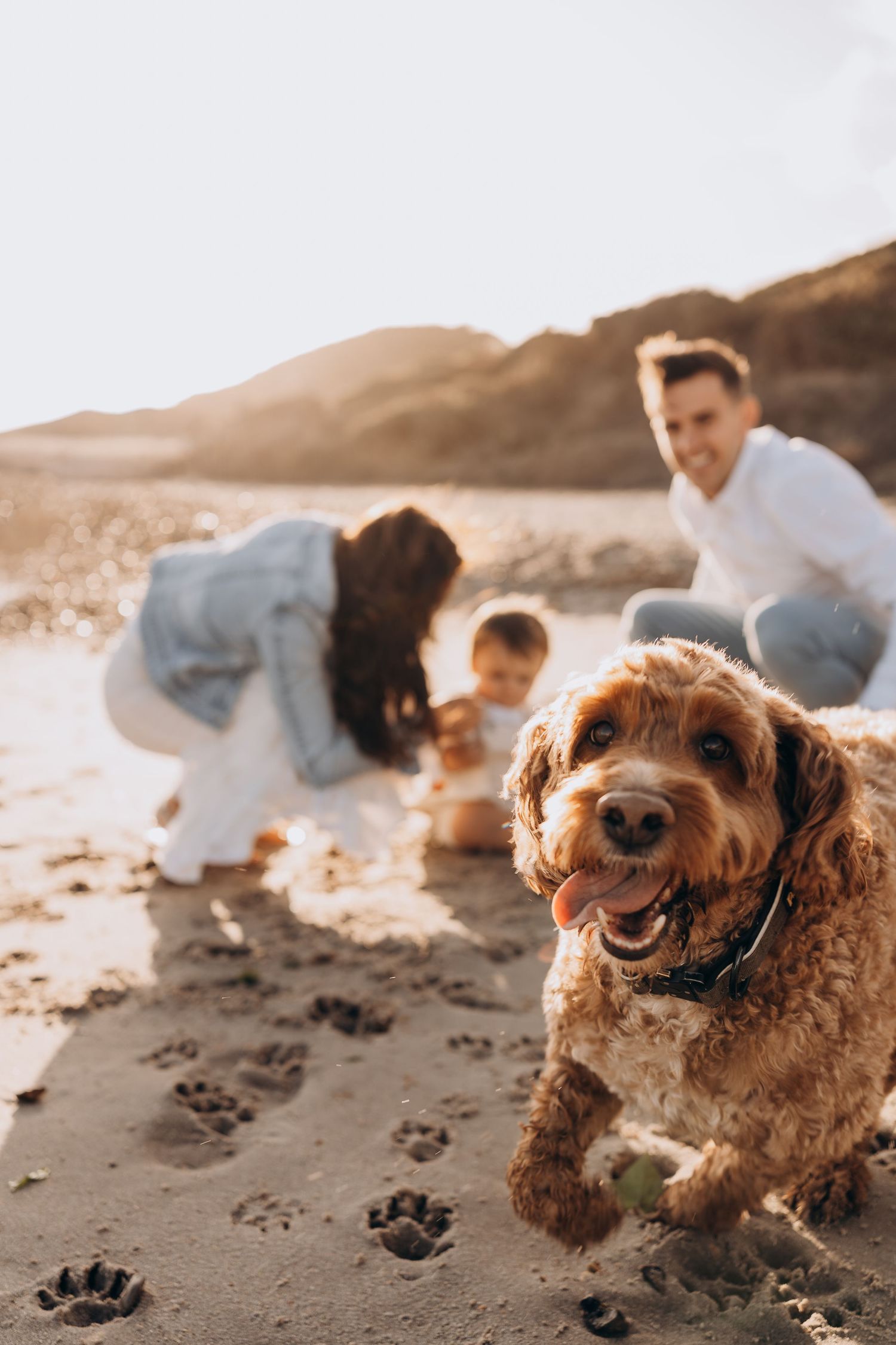 A happy golden retriever plays on the beach at sunset.