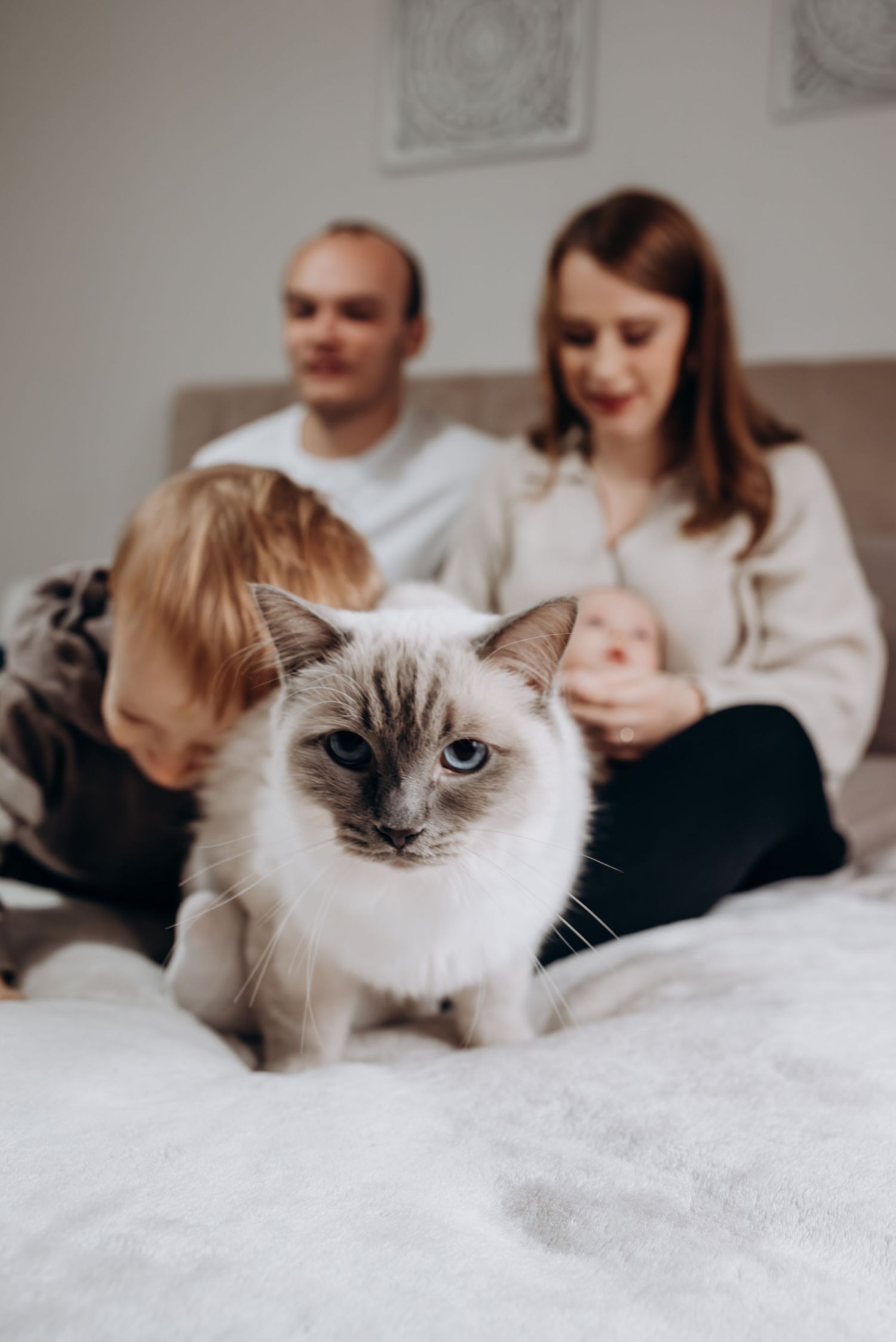 A ragdoll cat with blue eyes lounges on white bedding while family relaxes in background.