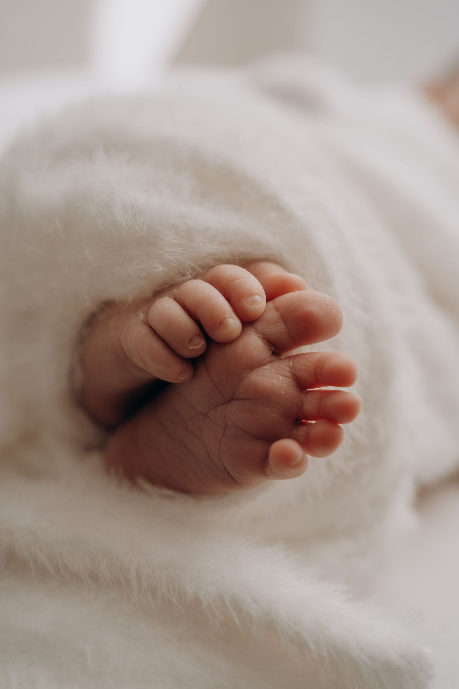 Close-up of tiny newborn baby feet wrapped in a soft white fluffy blanket.
